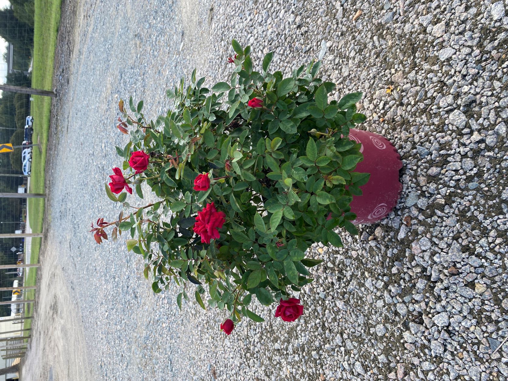 Ornamental, Shrub, Easy Elegance, Rose