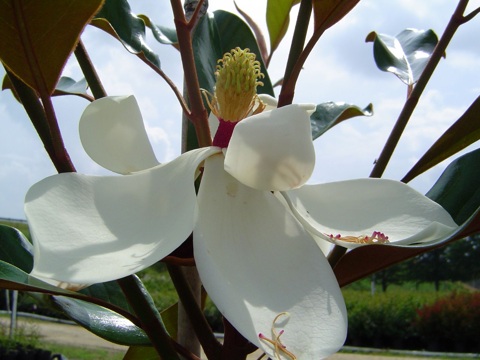 Tree, Southern
