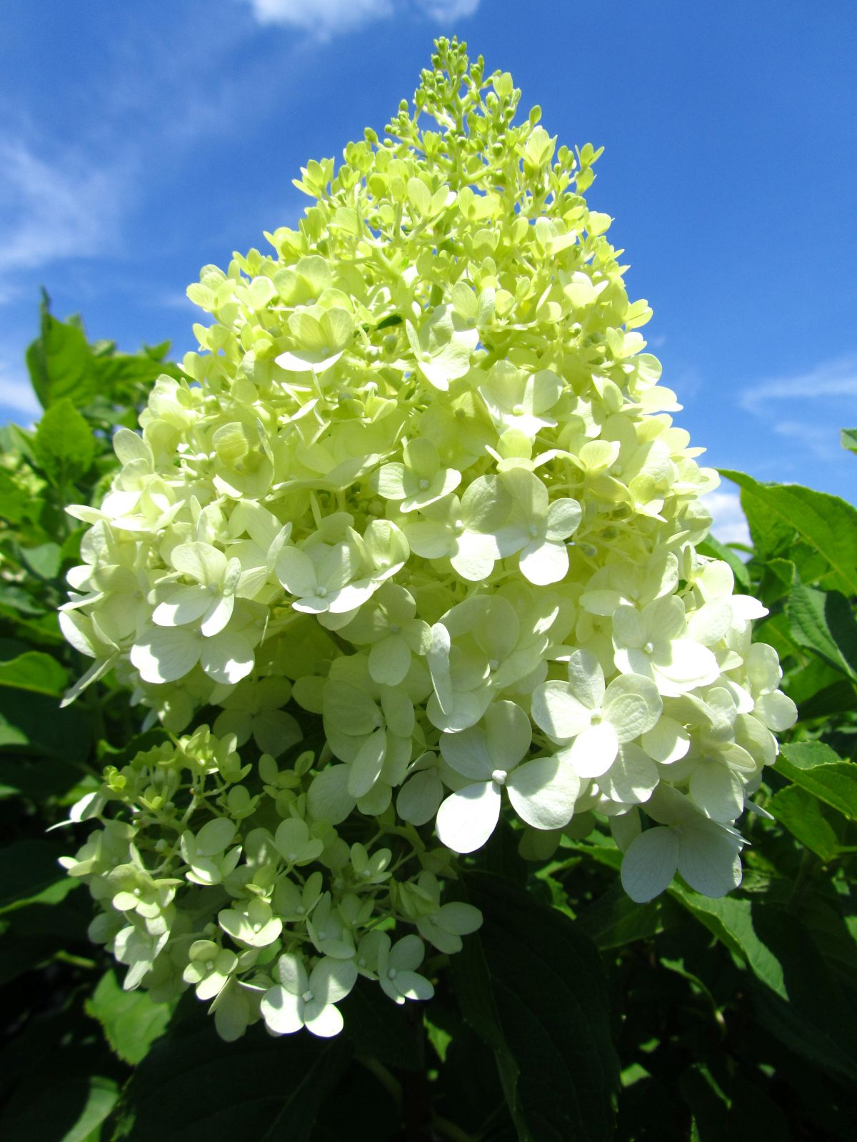 Limelight Hydrangea