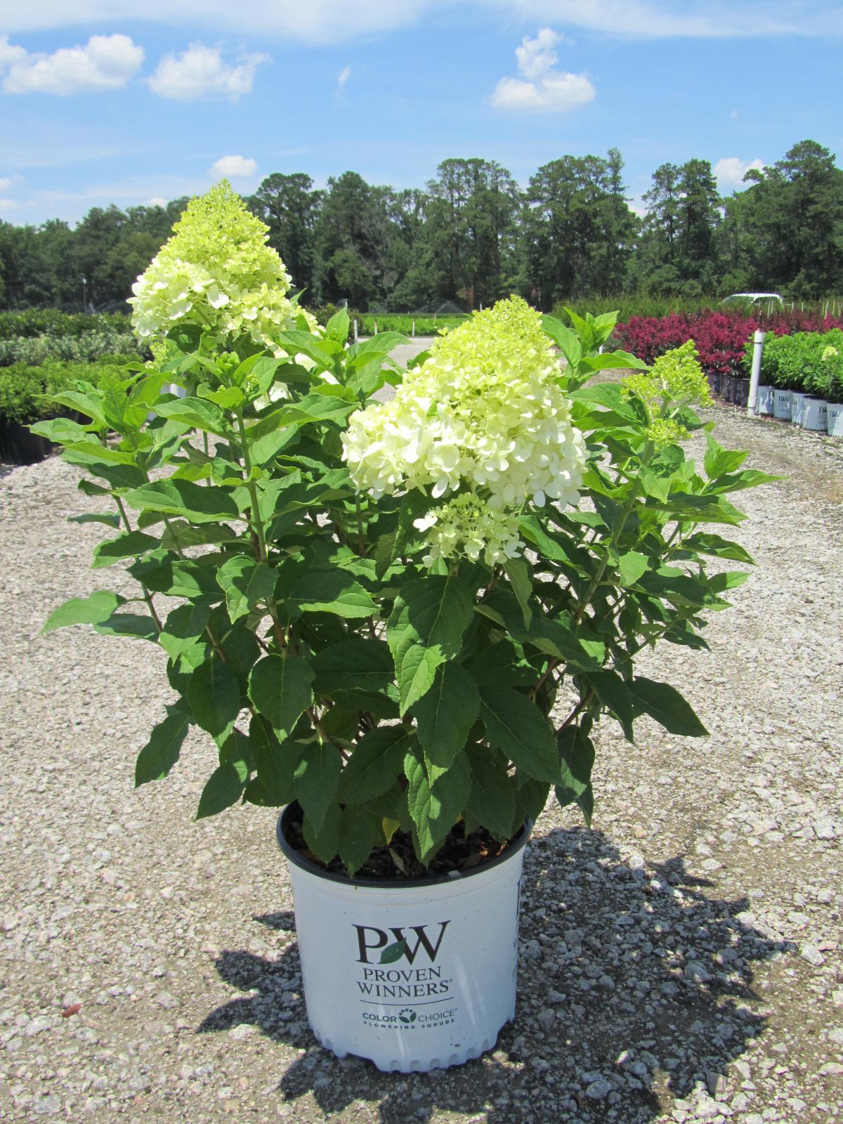 Limelight Hydrangea