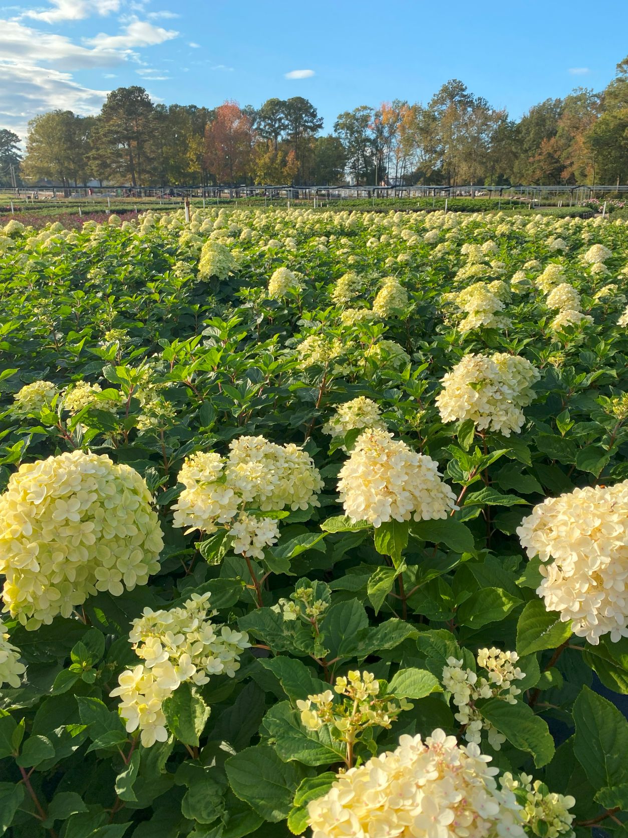 Limelight Hydrangea