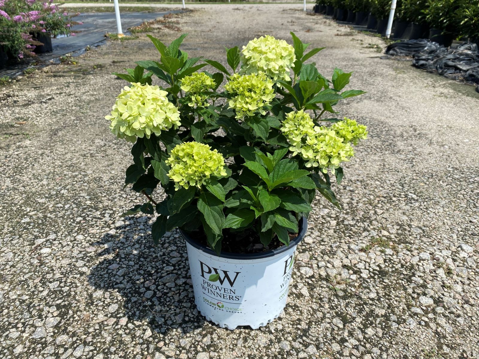 Limelight Prime® Hydrangea