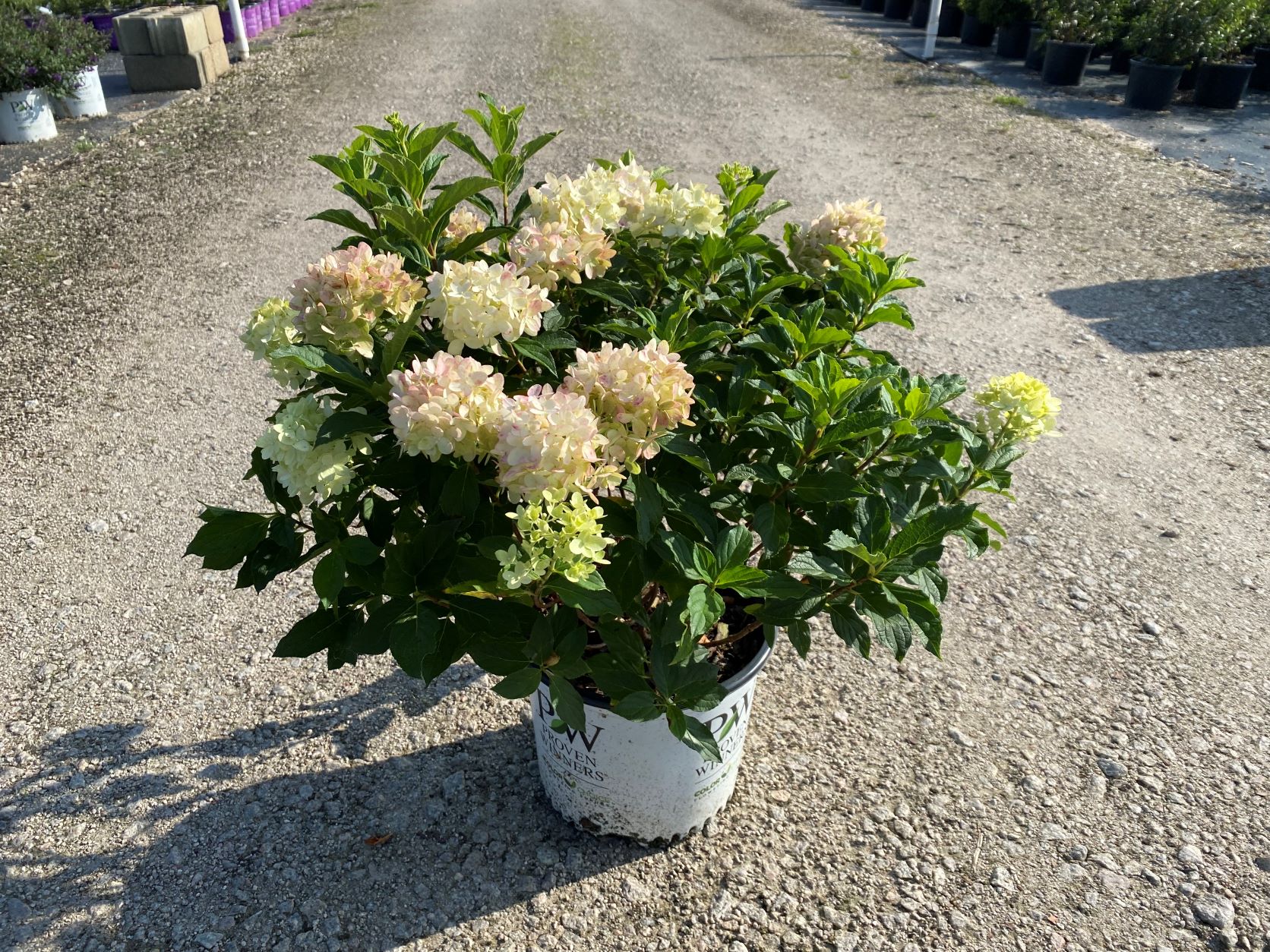 Limelight Prime Hydrangea