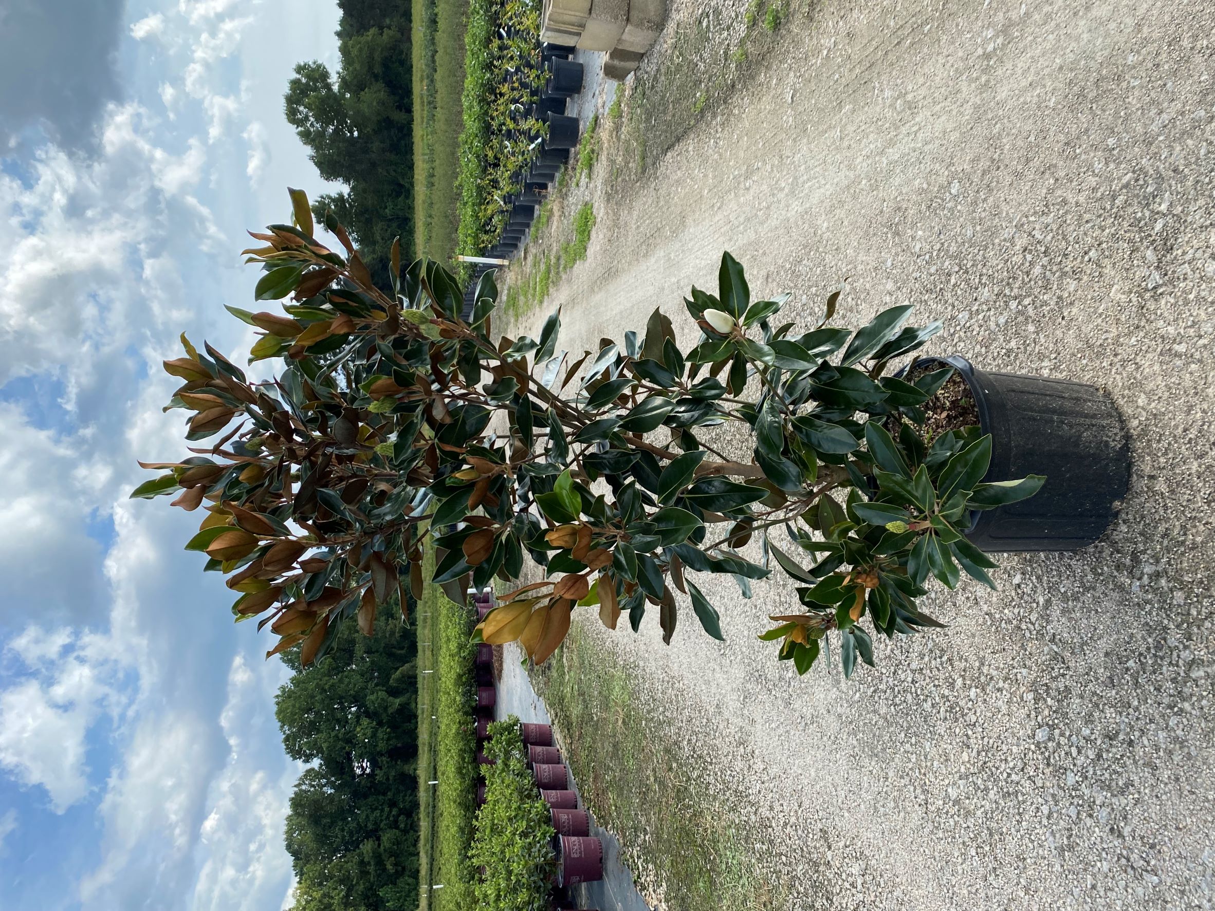 Tree, Southern