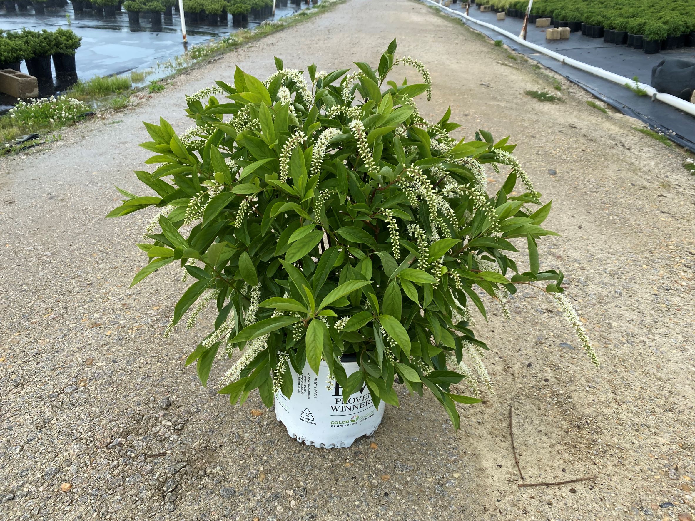 Ornamental, Shrub, Sweetspire, Proven Winners, PW