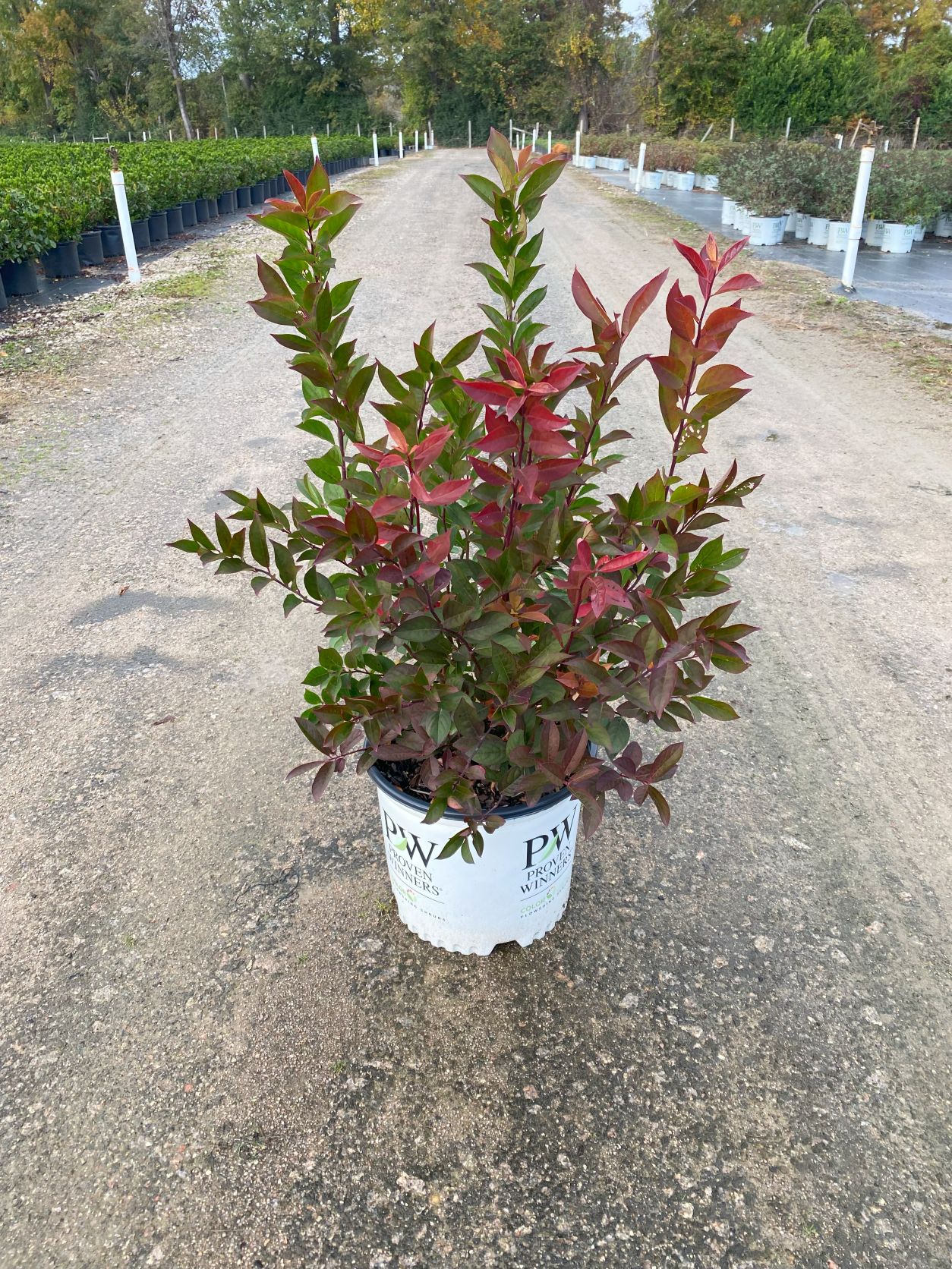 Ornamental, Shrub, Sweetspire, Proven Winners, PW