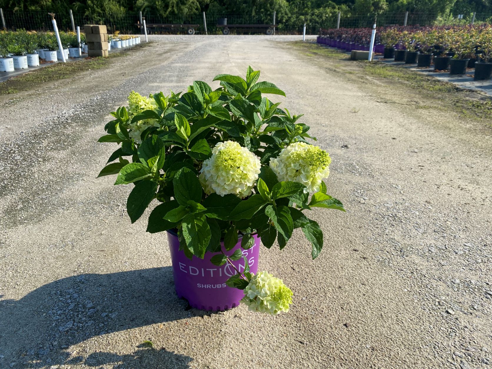 Little Hottie® Hydrangea
