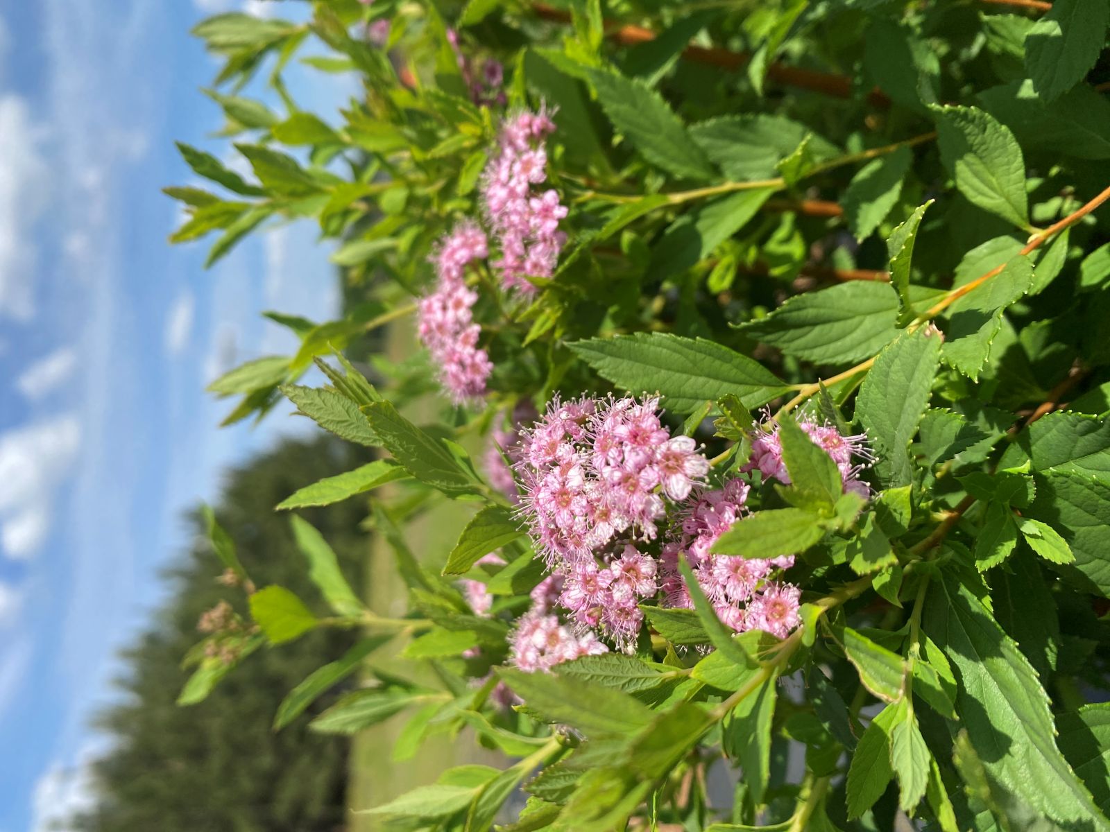Ornamental, Shrub, Spiraea