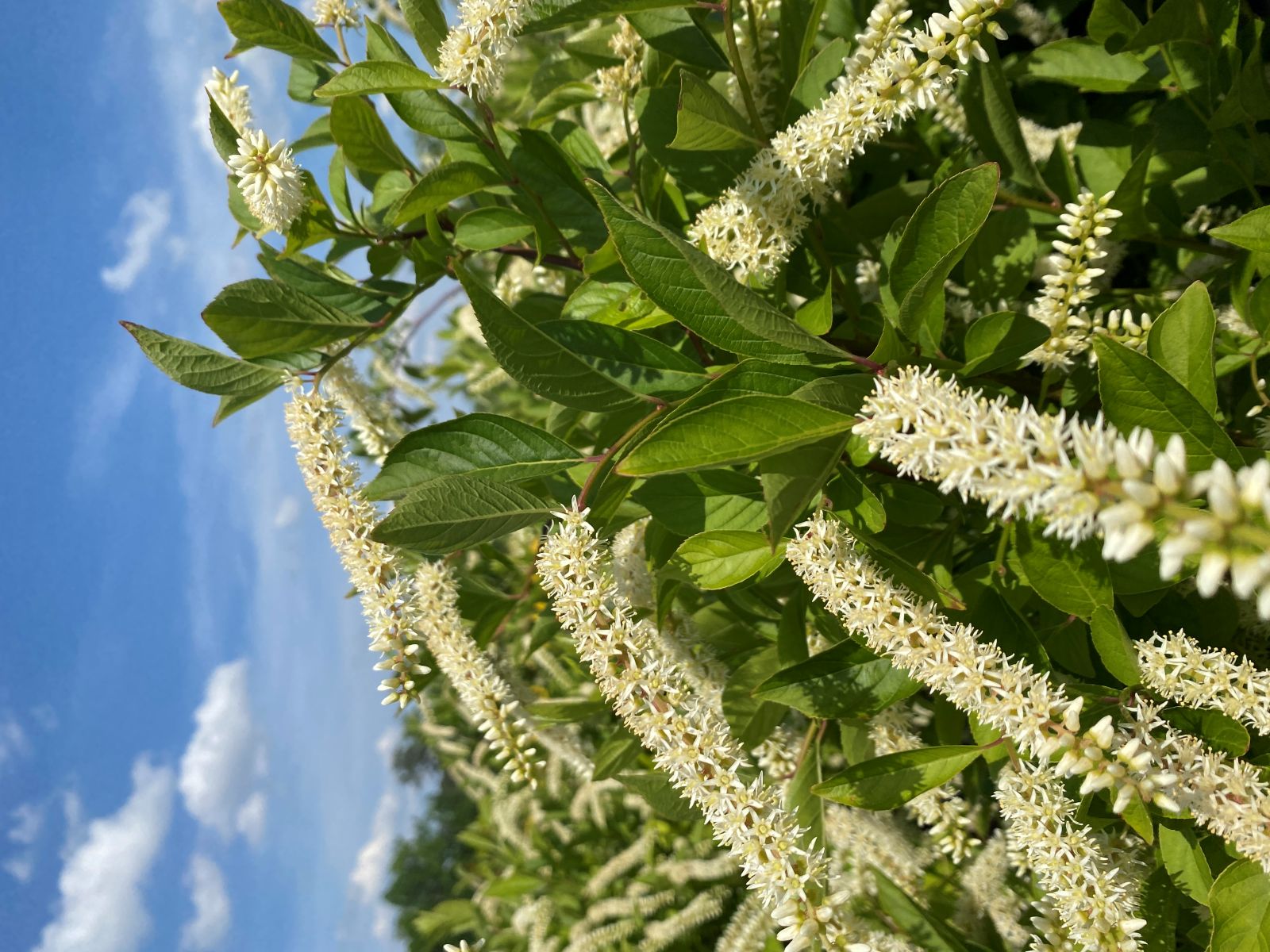Ornamental, Shrub, Sweetspire, First Editions