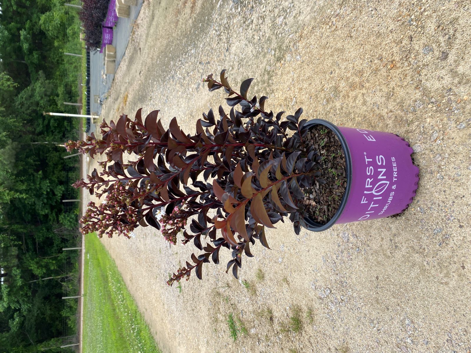 Crapemyrtle, Crape Myrtle, Shrub, Tree, First Editions