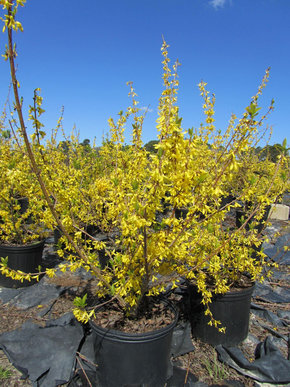 Ornamental, Shrub, Yellowbells