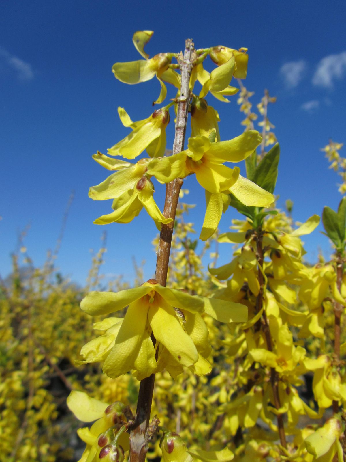 Ornamental, Shrub, Yellowbells