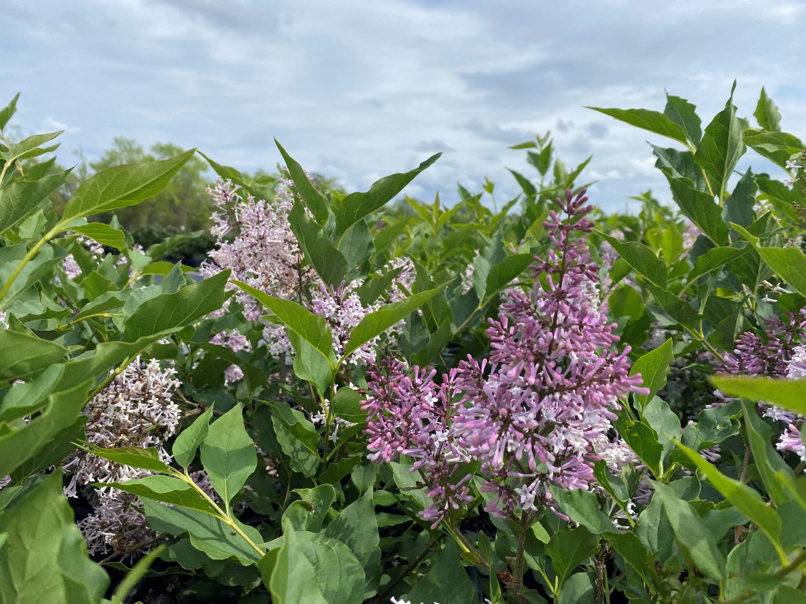 Ornamental, Shrub, Lilac