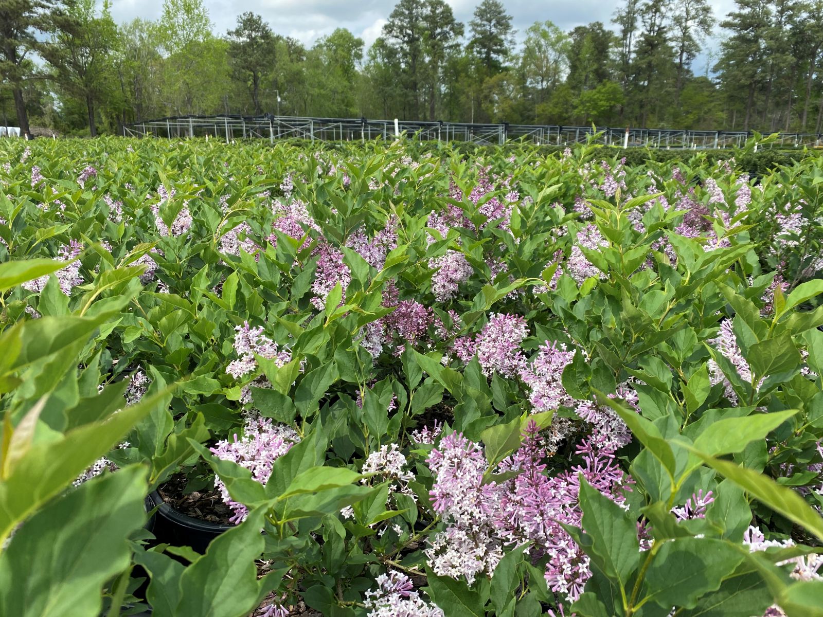 Ornamental, Shrub, Lilac