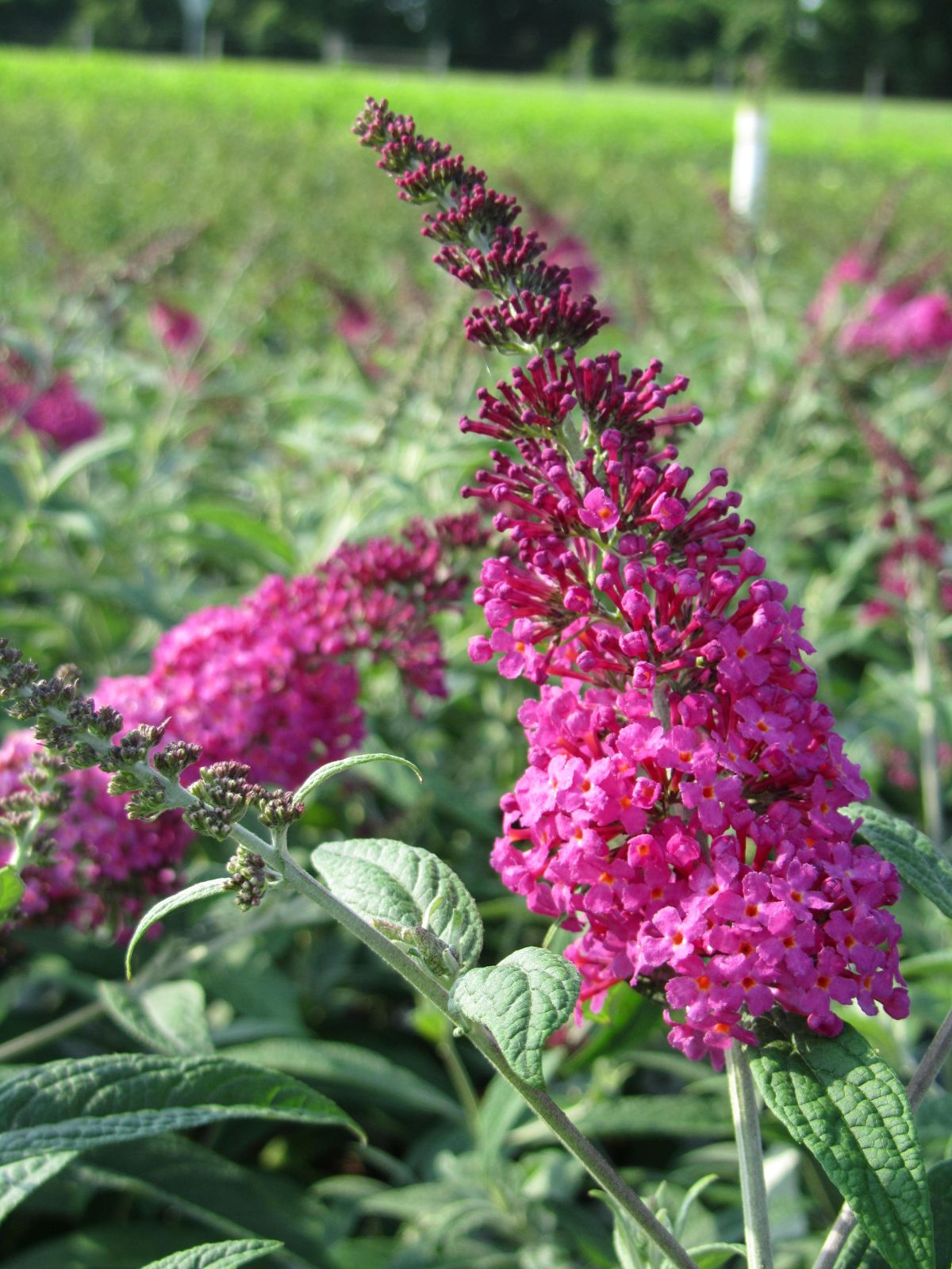 Ornamental, Shrub, Proven Winners, PW, Butterfly Bush