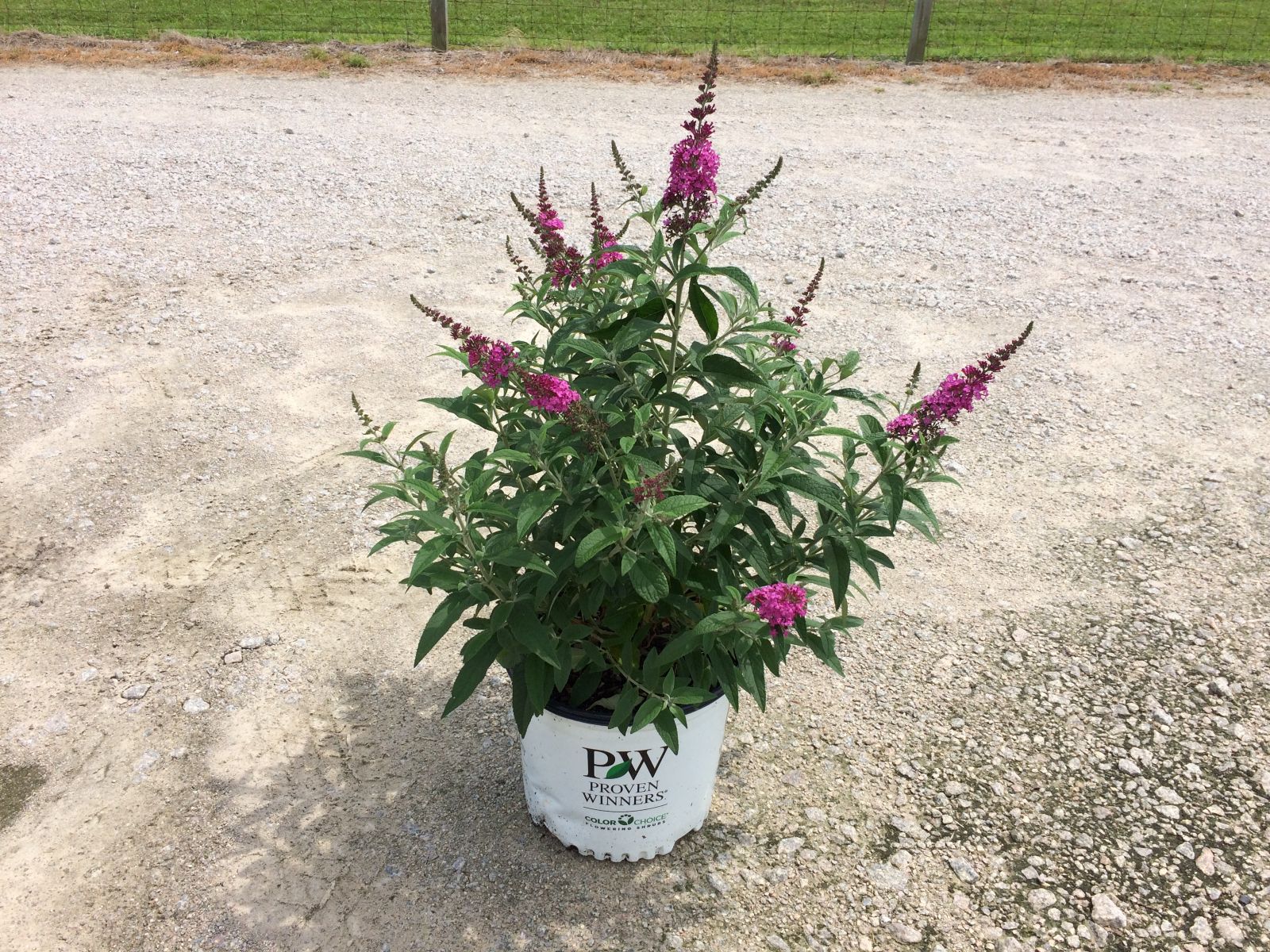 Ornamental, Shrub, Proven Winners, PW, Butterfly Bush