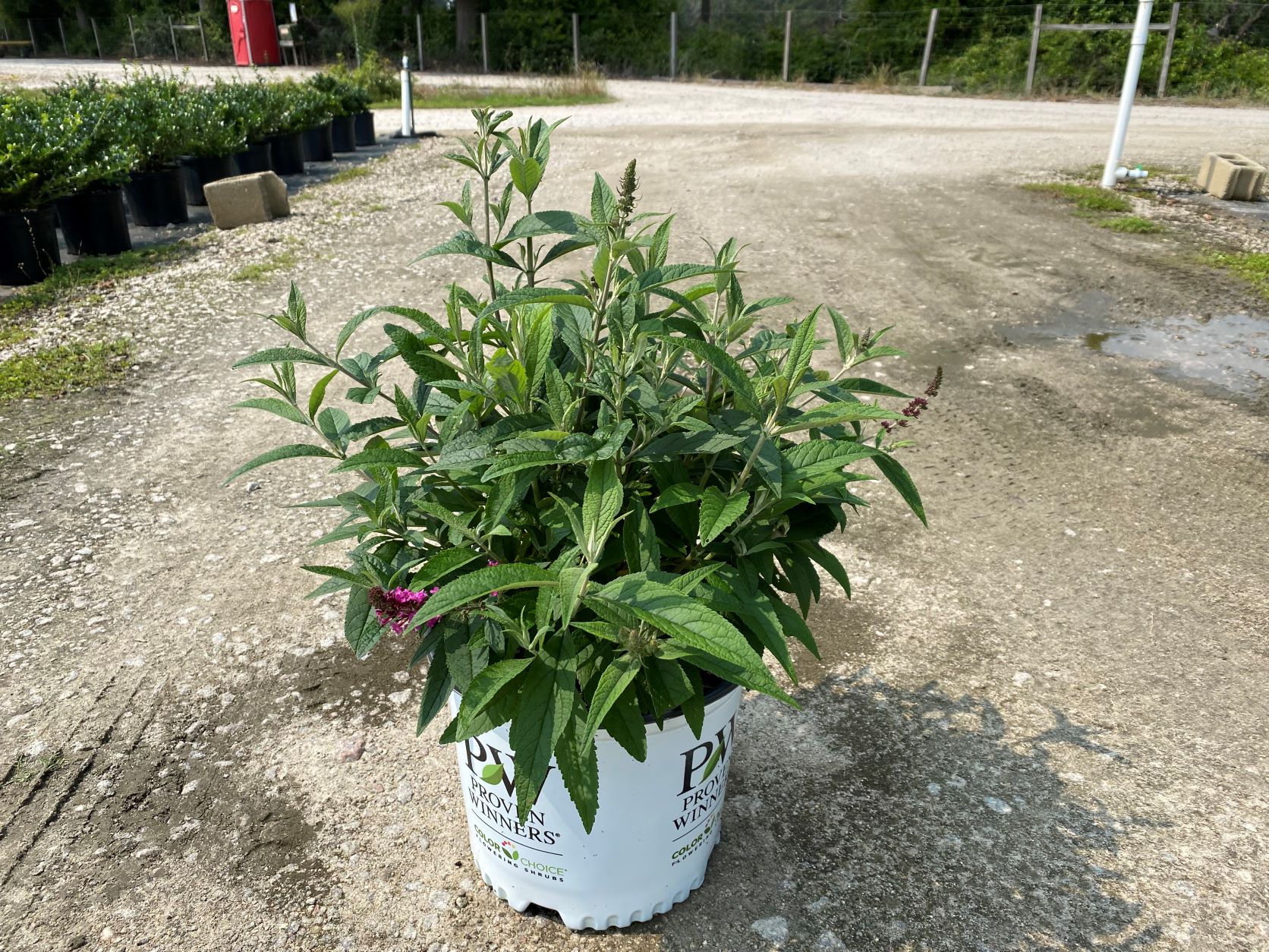 Ornamental, Shrub, Proven Winners, PW, Butterfly Bush