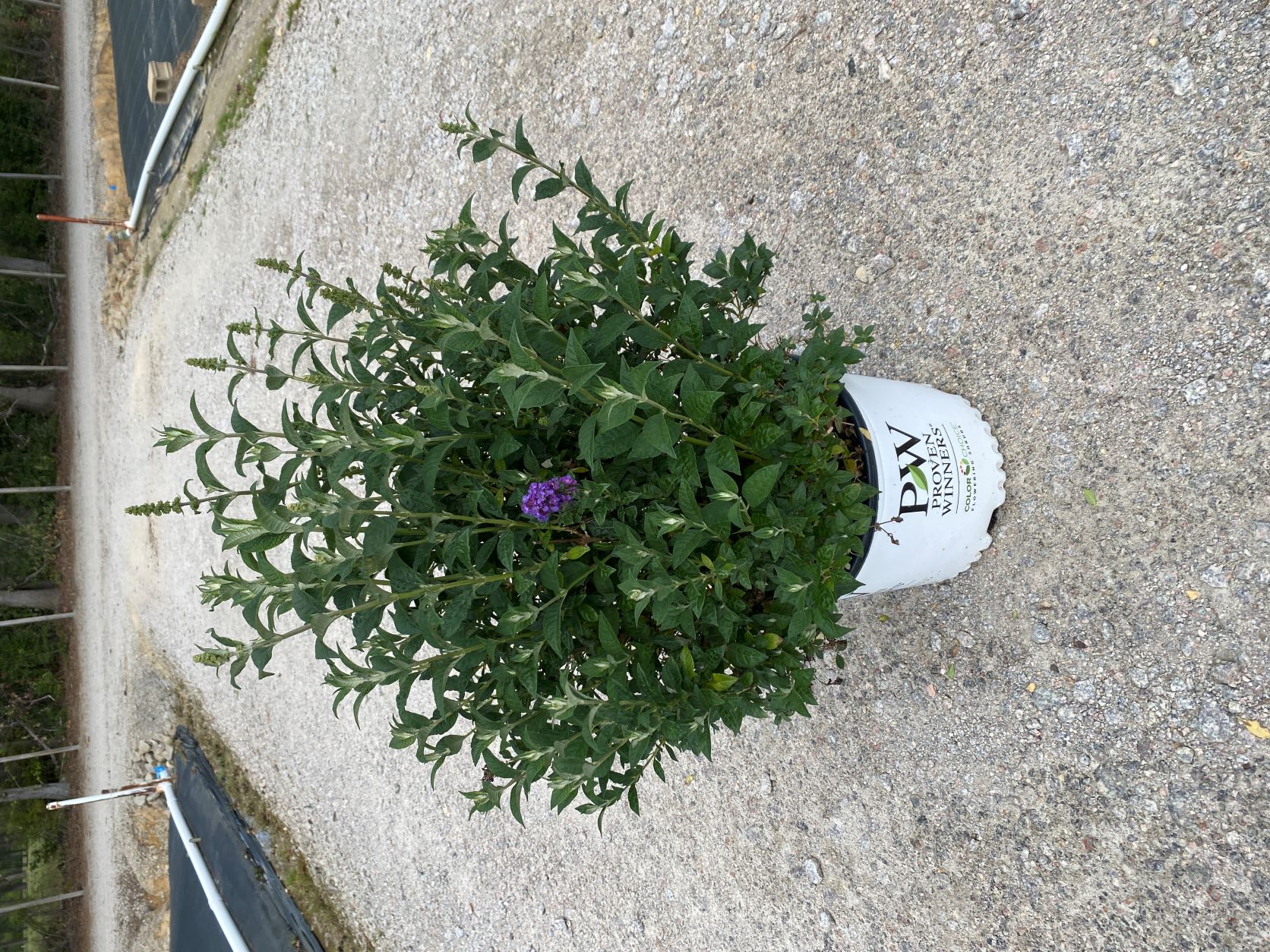 Ornamental, Shrub, Proven Winners, PW, Butterfly Bush