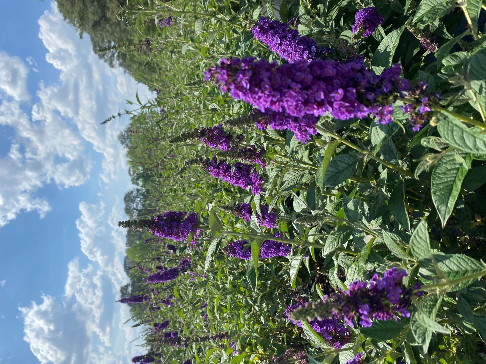 Ornamental, Shrub, Proven Winners, PW, Butterfly Bush