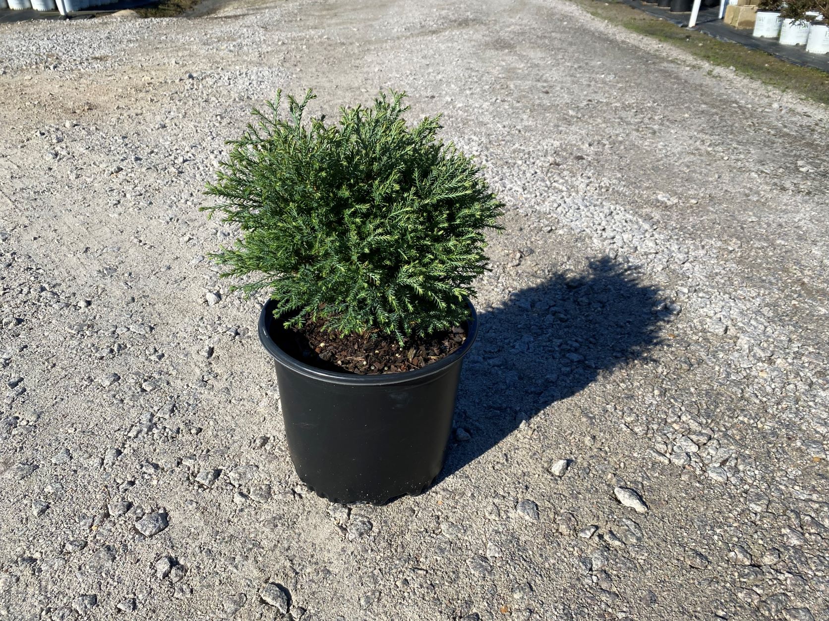 Ornamental, Shrub, Arborvitae
