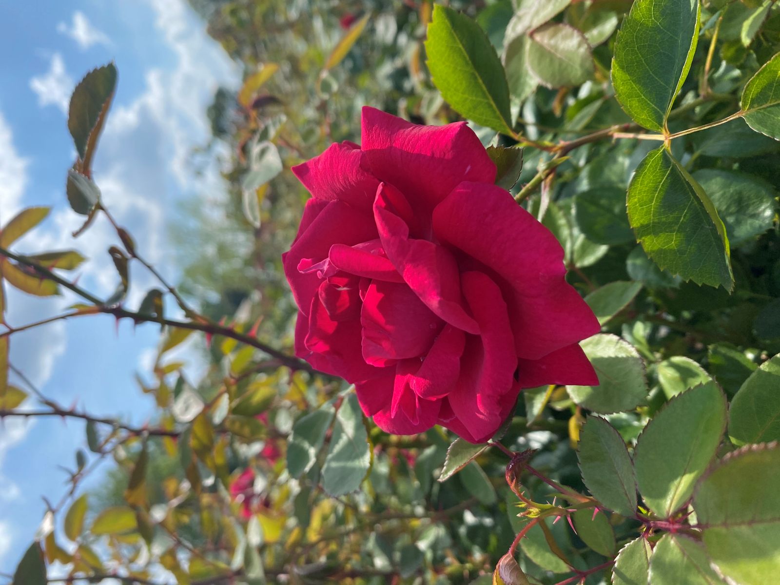 Ornamental, Shrub, Easy Elegance, Rose