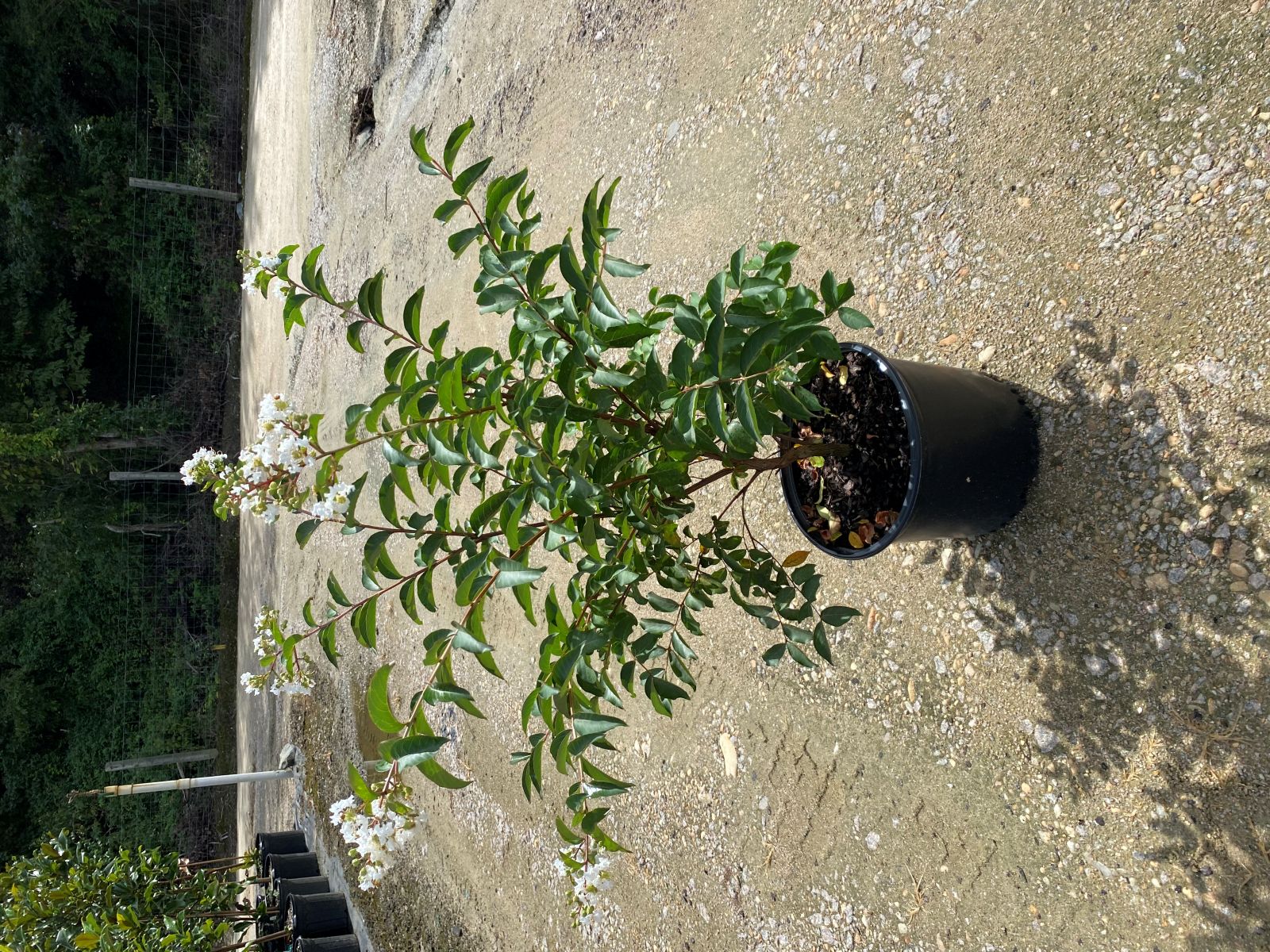 Crapemyrtle, Crape Myrtle, Tree