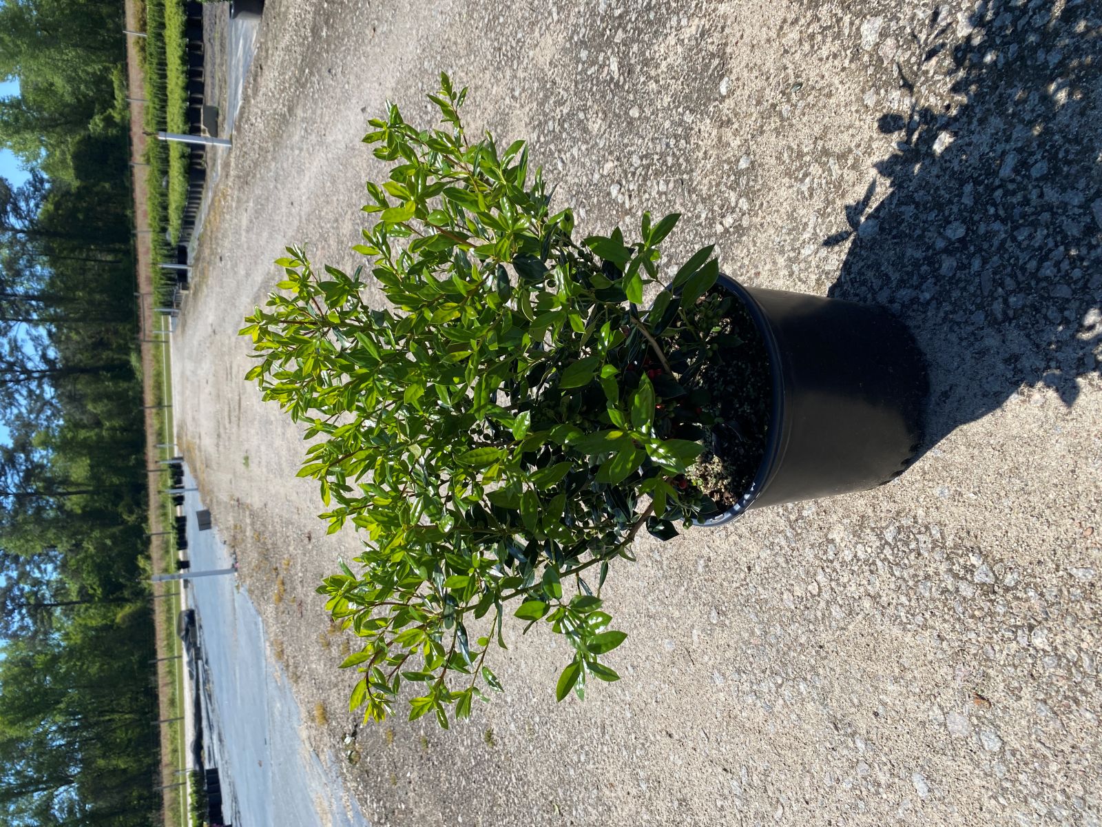 Ornamental, Shrub, cornuta, Chinese Holly