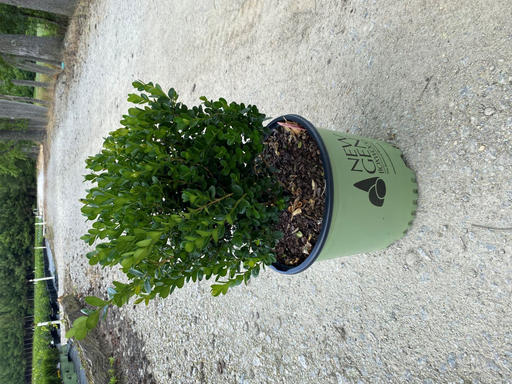 Ornamental, Shrub, Boxwood, NewGen, Proven Winners, PW