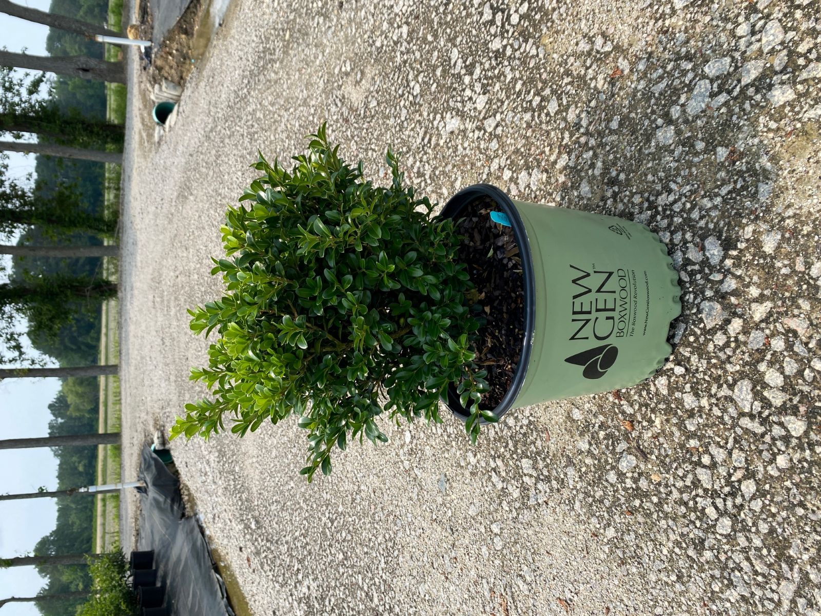 Ornamental, Shrub, Boxwood, NewGen, Proven Winners, PW