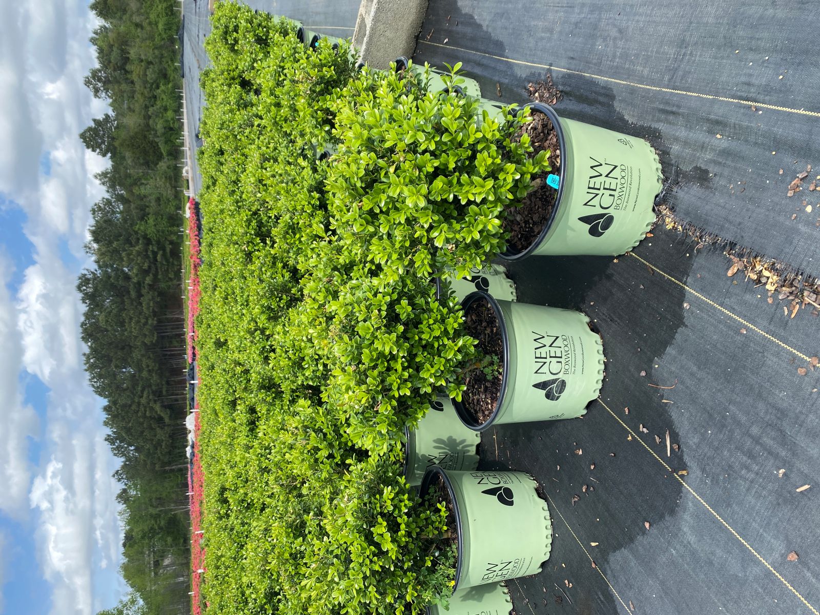 Ornamental, Shrub, Boxwood, NewGen, Proven Winners, PW