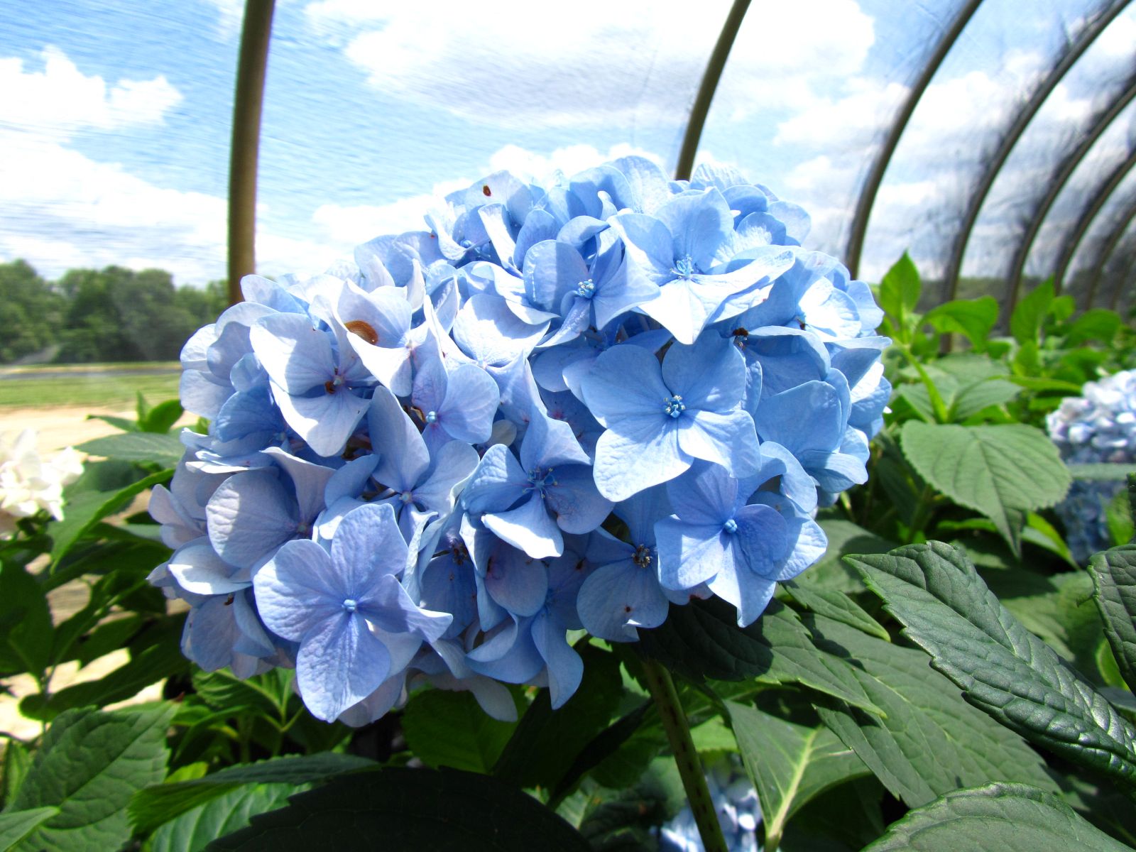 Ornamental, Shrub, Mophead, Bigleaf