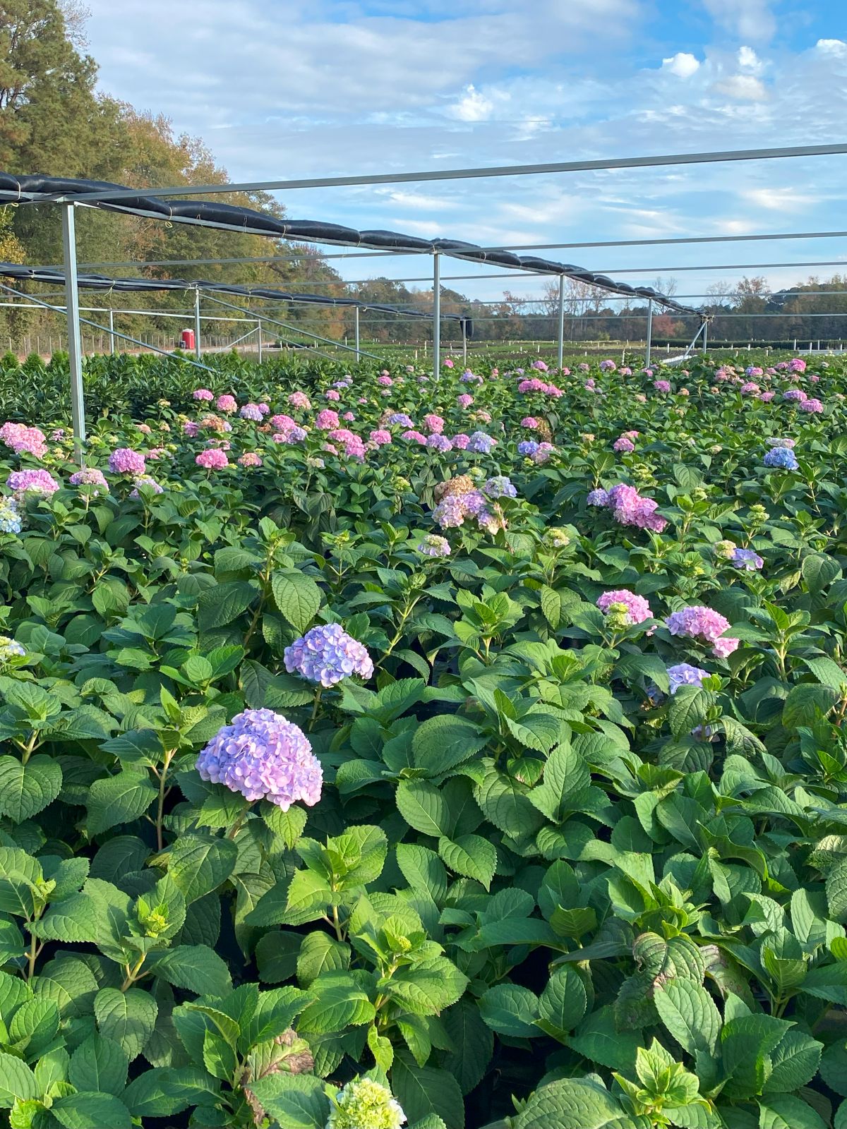 Ornamental, Shrub, Mophead, Bigleaf