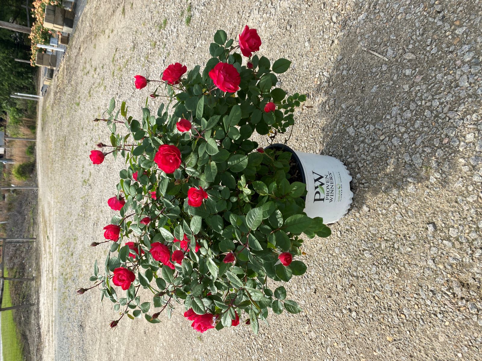 Ornamental, Shrub, Proven Winners, PW, Rose