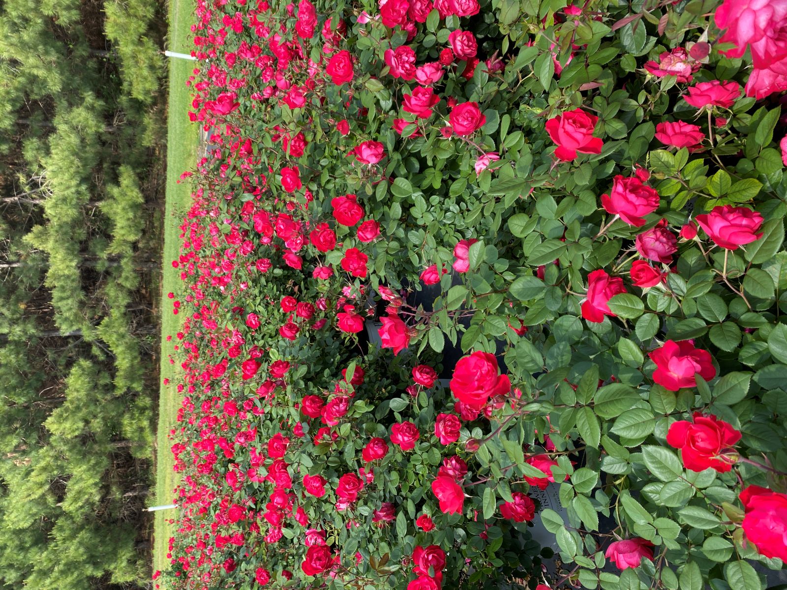 Ornamental, Shrub, Proven Winners, PW, Rose