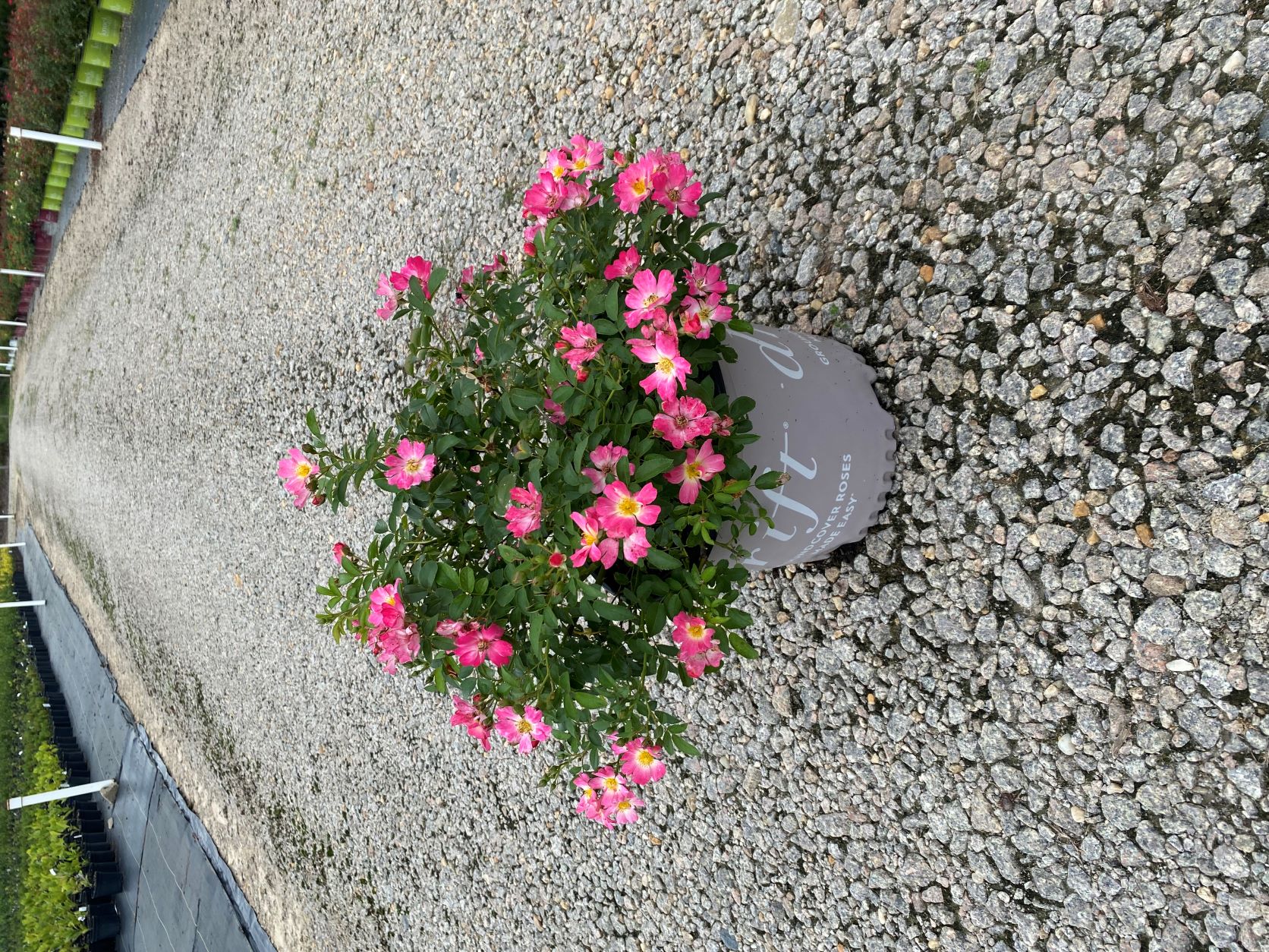 Ornamental, Shrub, Drift, Rose