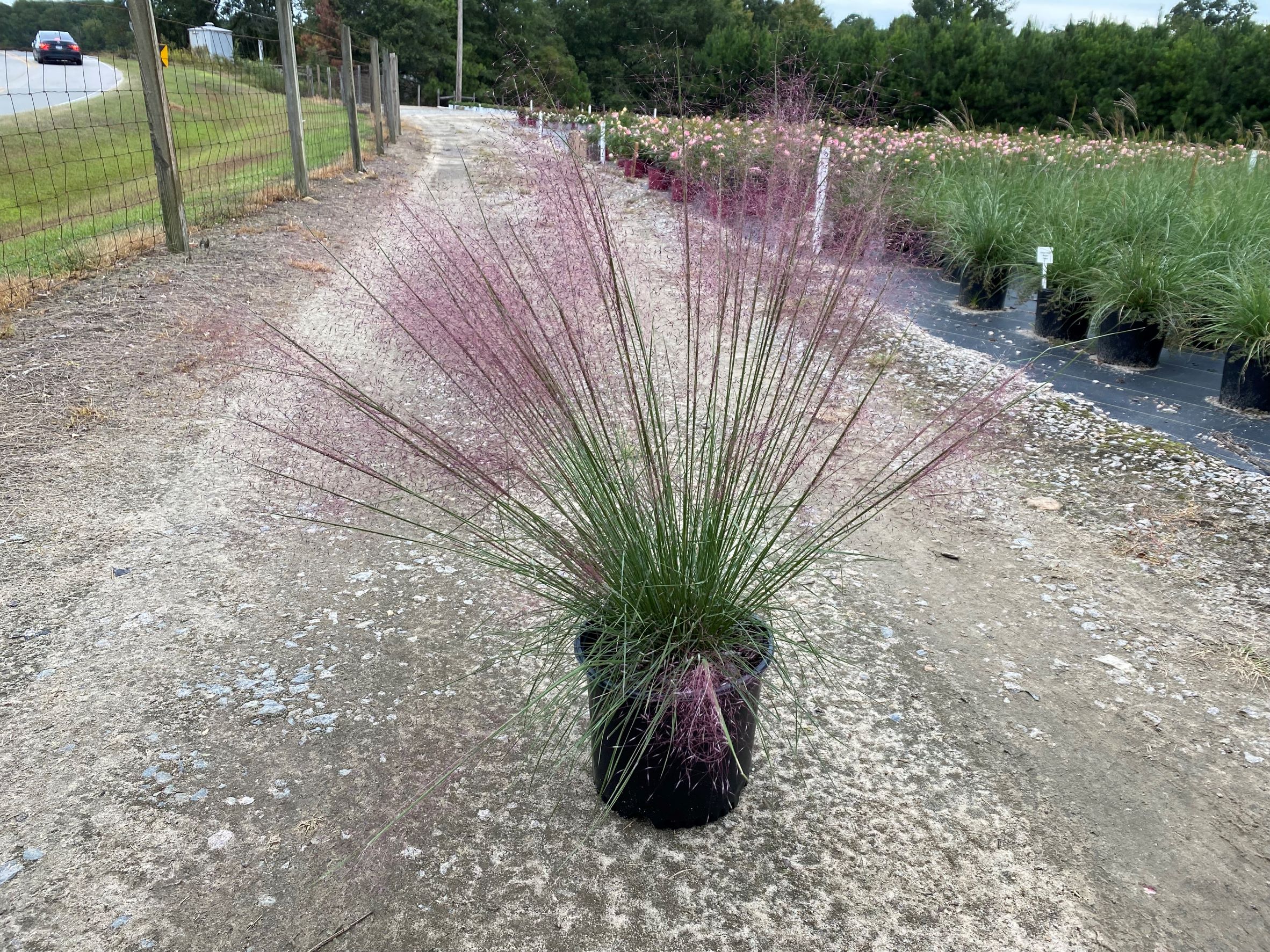 Grass, Muhly