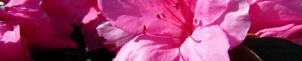 Traditional, Ornamental, Shrub, Rhododendron