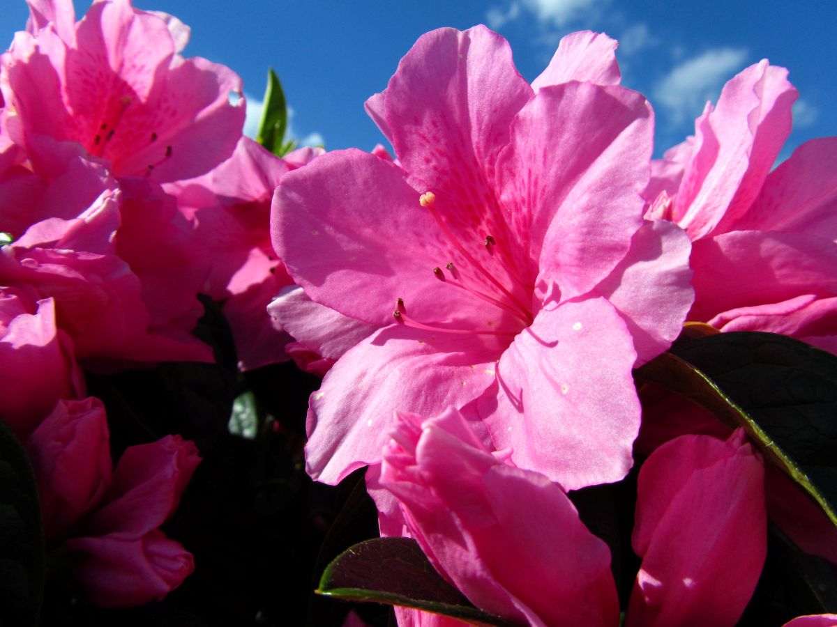 Traditional, Ornamental, Shrub, Rhododendron