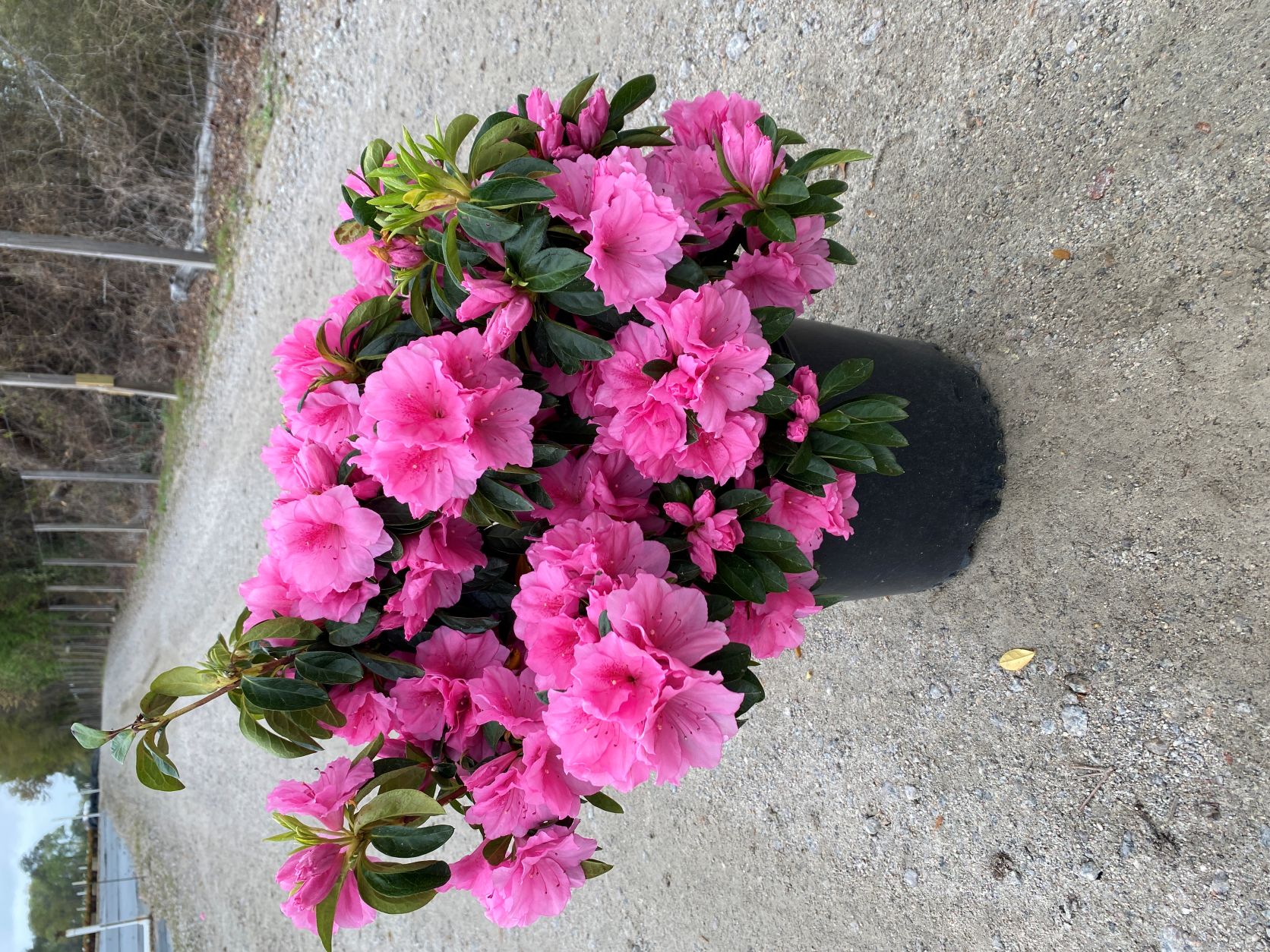 Traditional, Ornamental, Shrub, Rhododendron