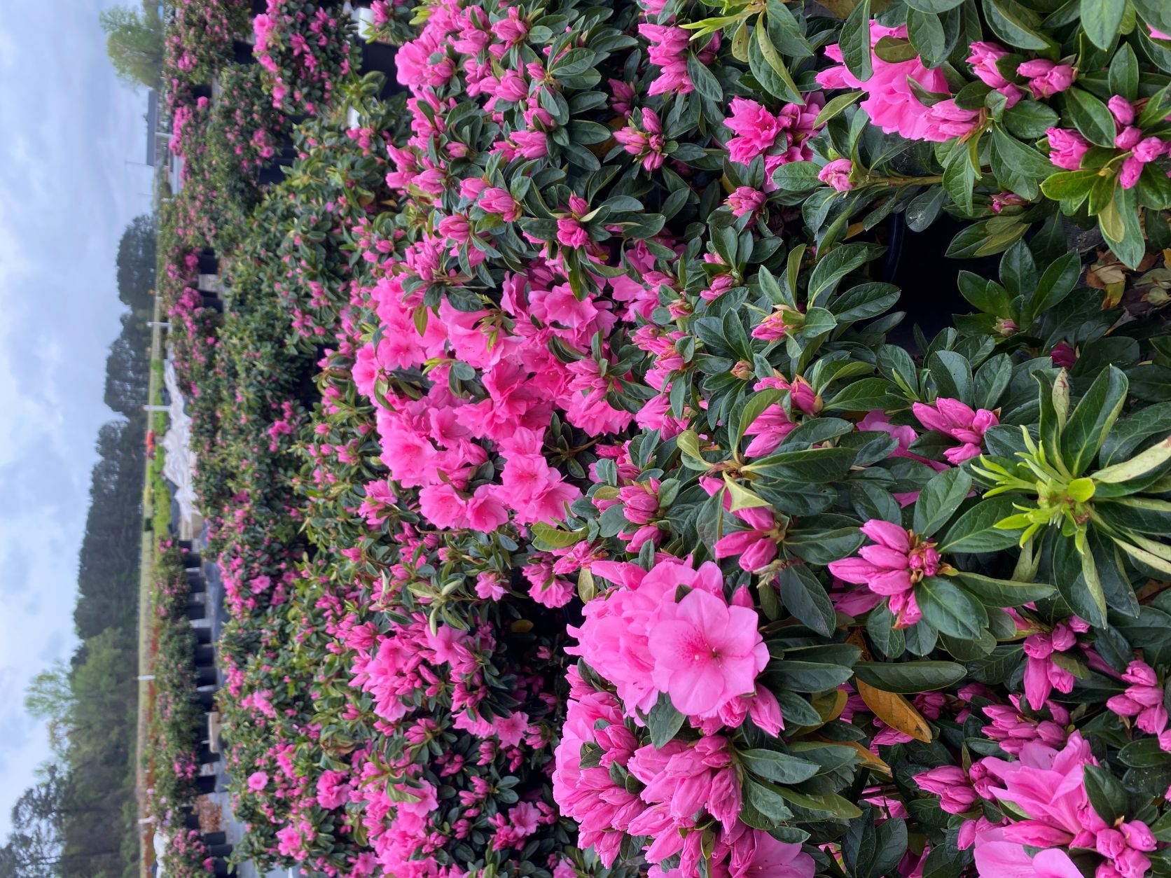 Traditional, Ornamental, Shrub, Rhododendron