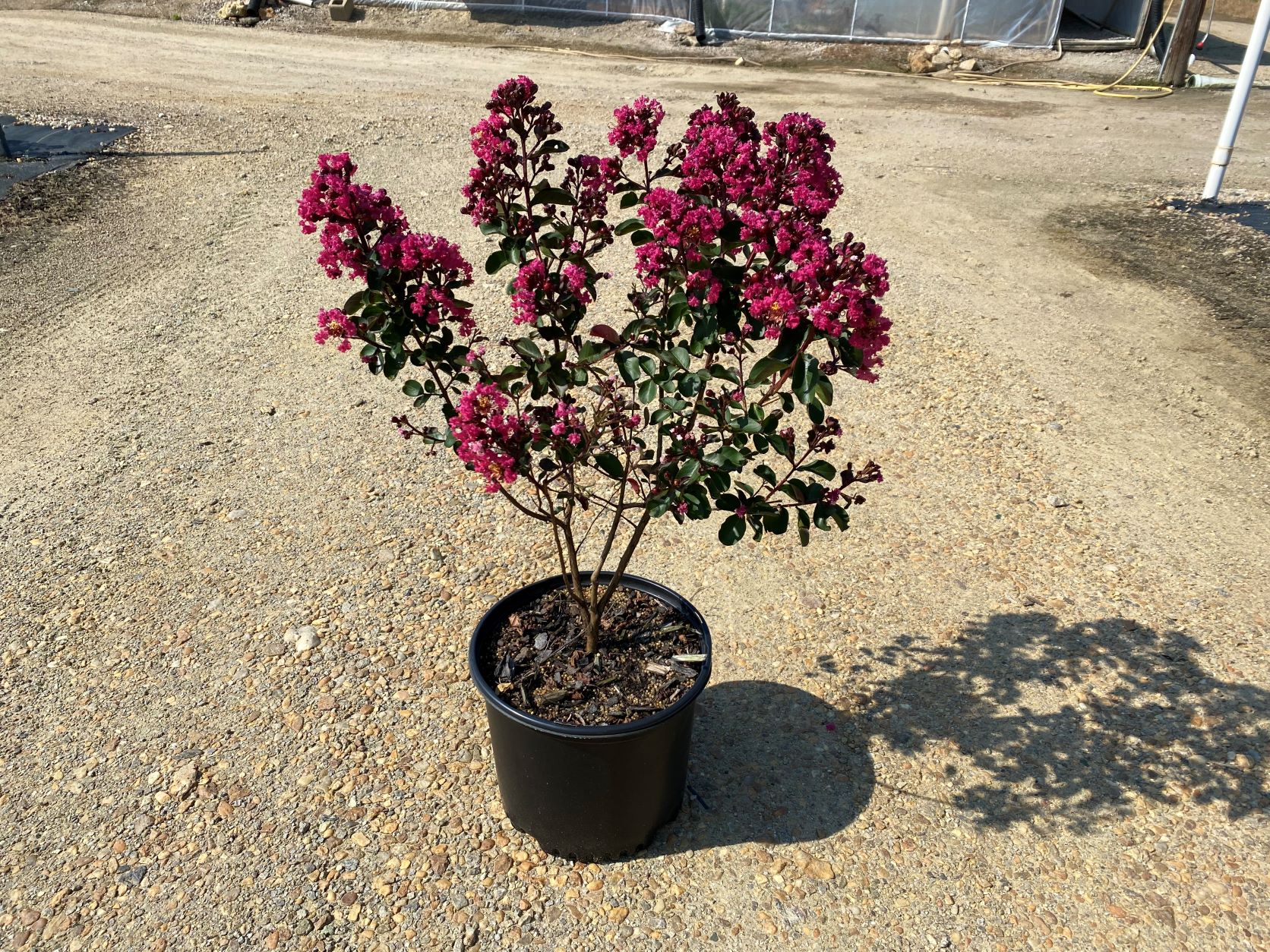 Crapemyrtle, Crape Myrtle, Shrub, Tree