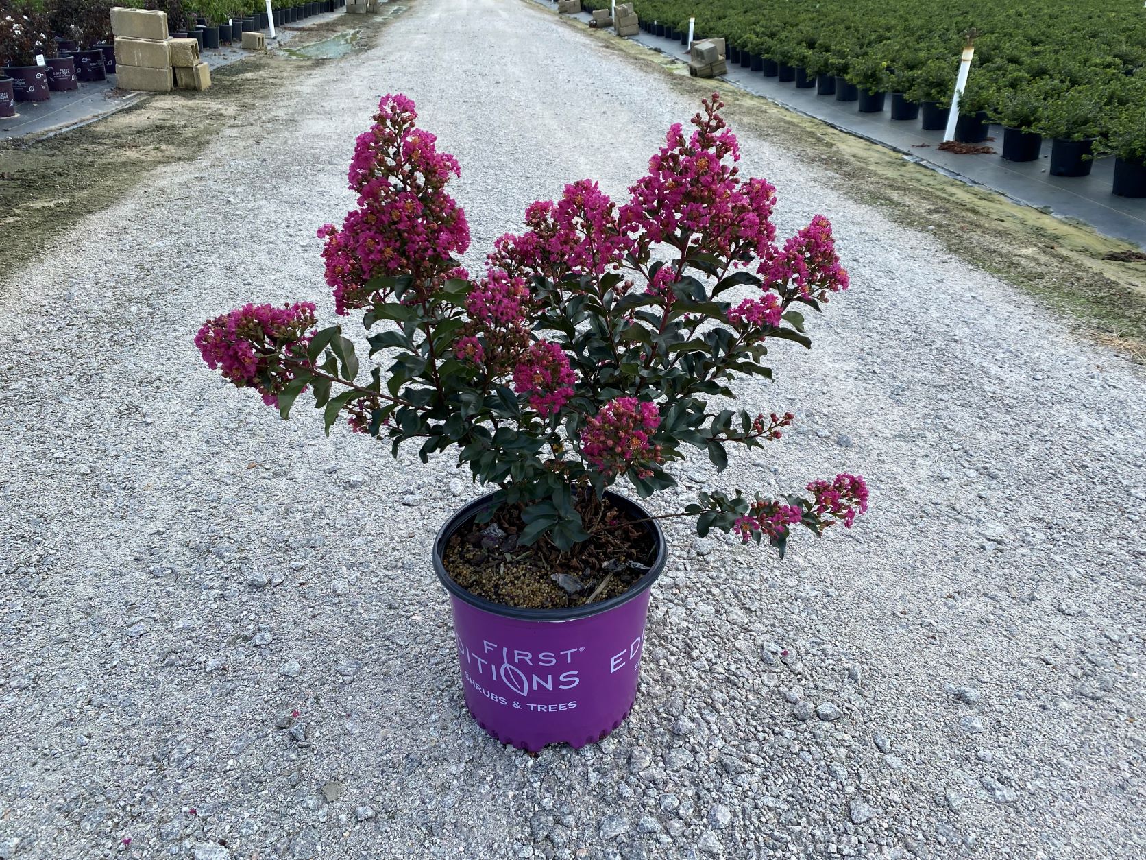 Crapemyrtle, Crape Myrtle, Shrub, Tree, First Editions