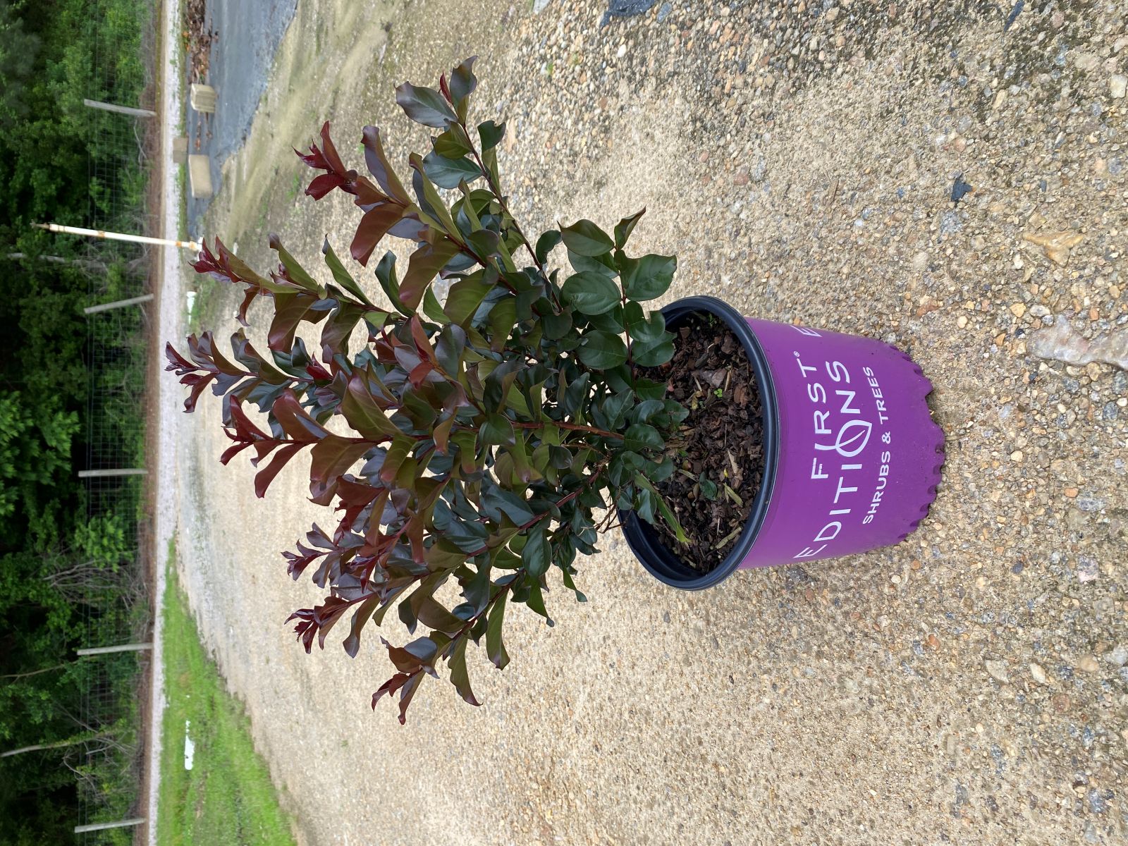 Crapemyrtle, Crape Myrtle, Shrub, Tree, First Editions