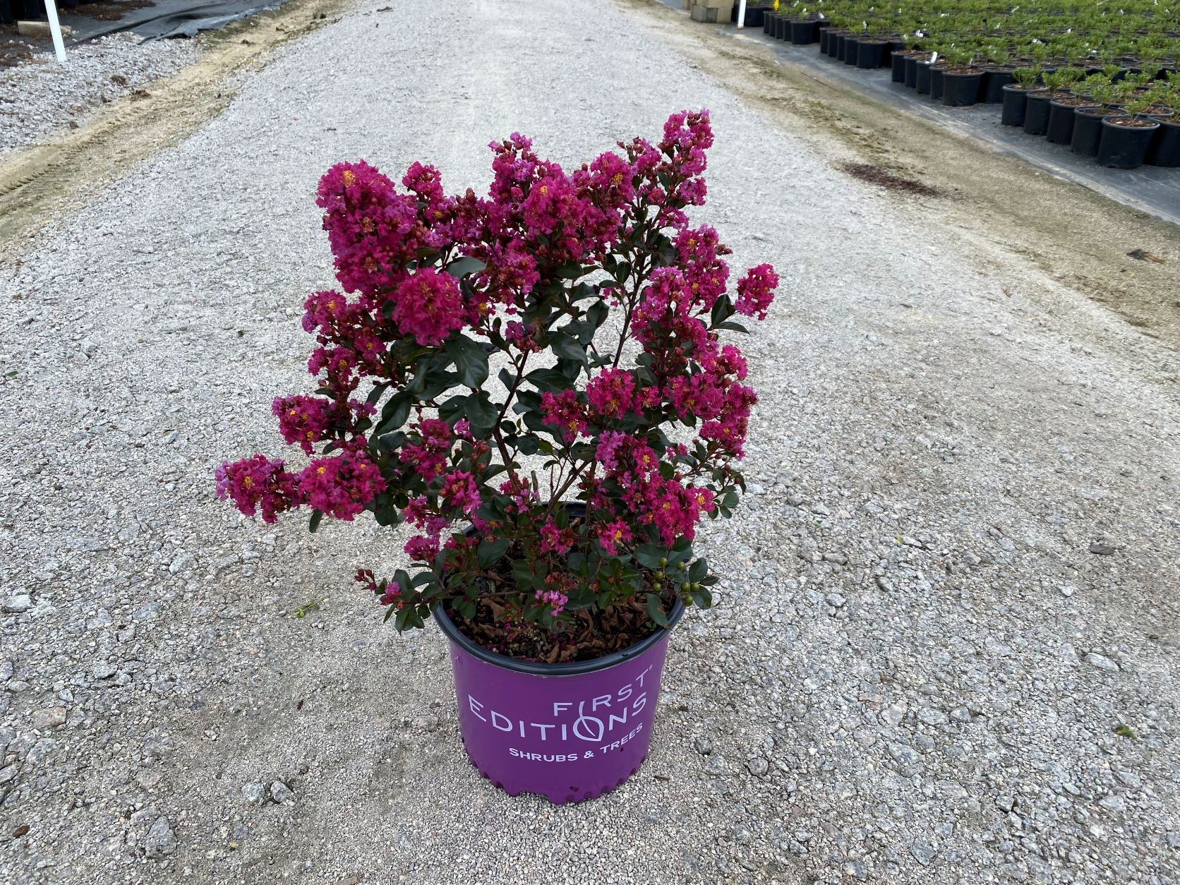 Crapemyrtle, Crape Myrtle, Shrub, Tree, First Editions