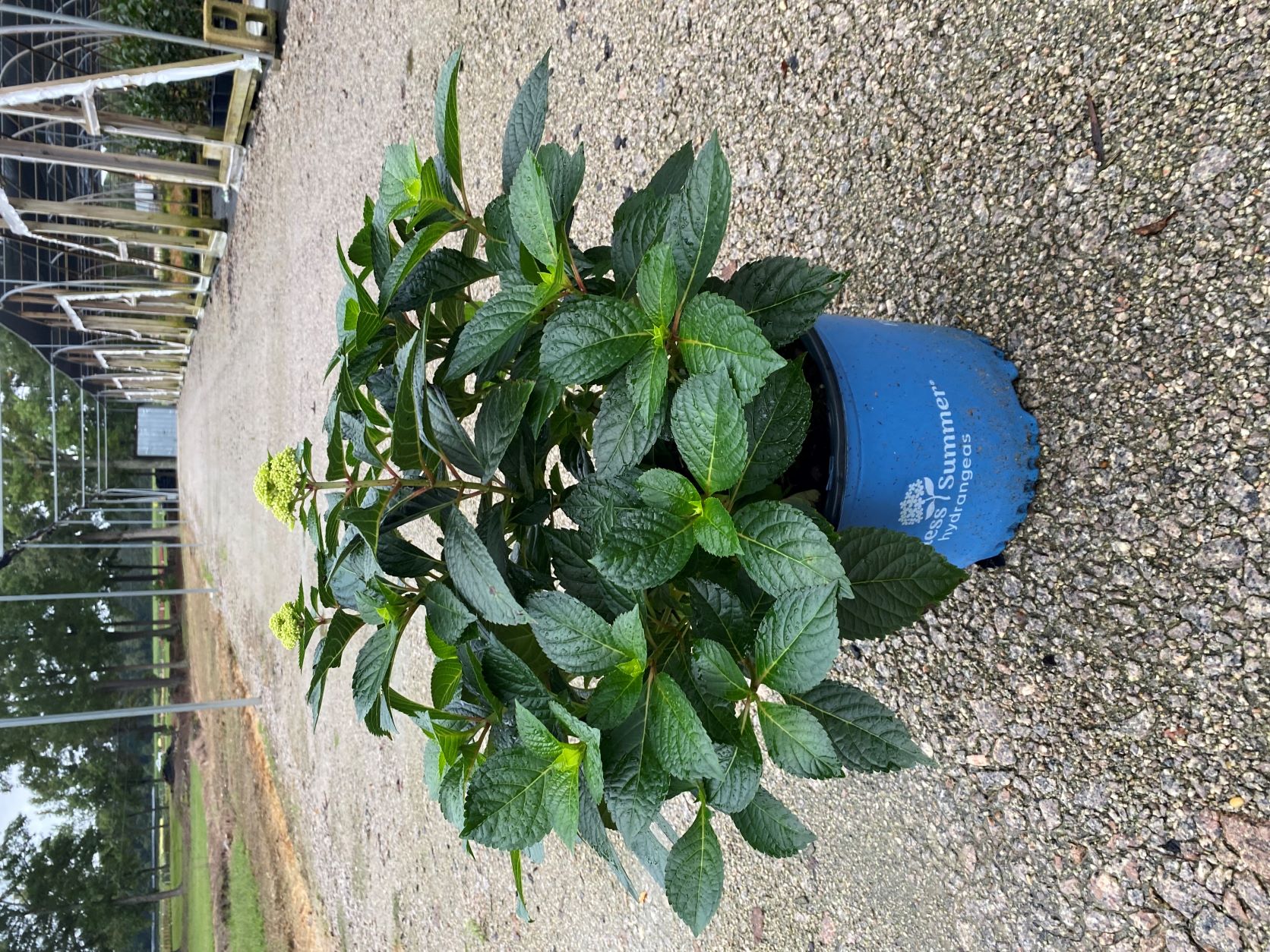 Ornamental, Shrub, Endless Summer, Mophead, Bigleaf