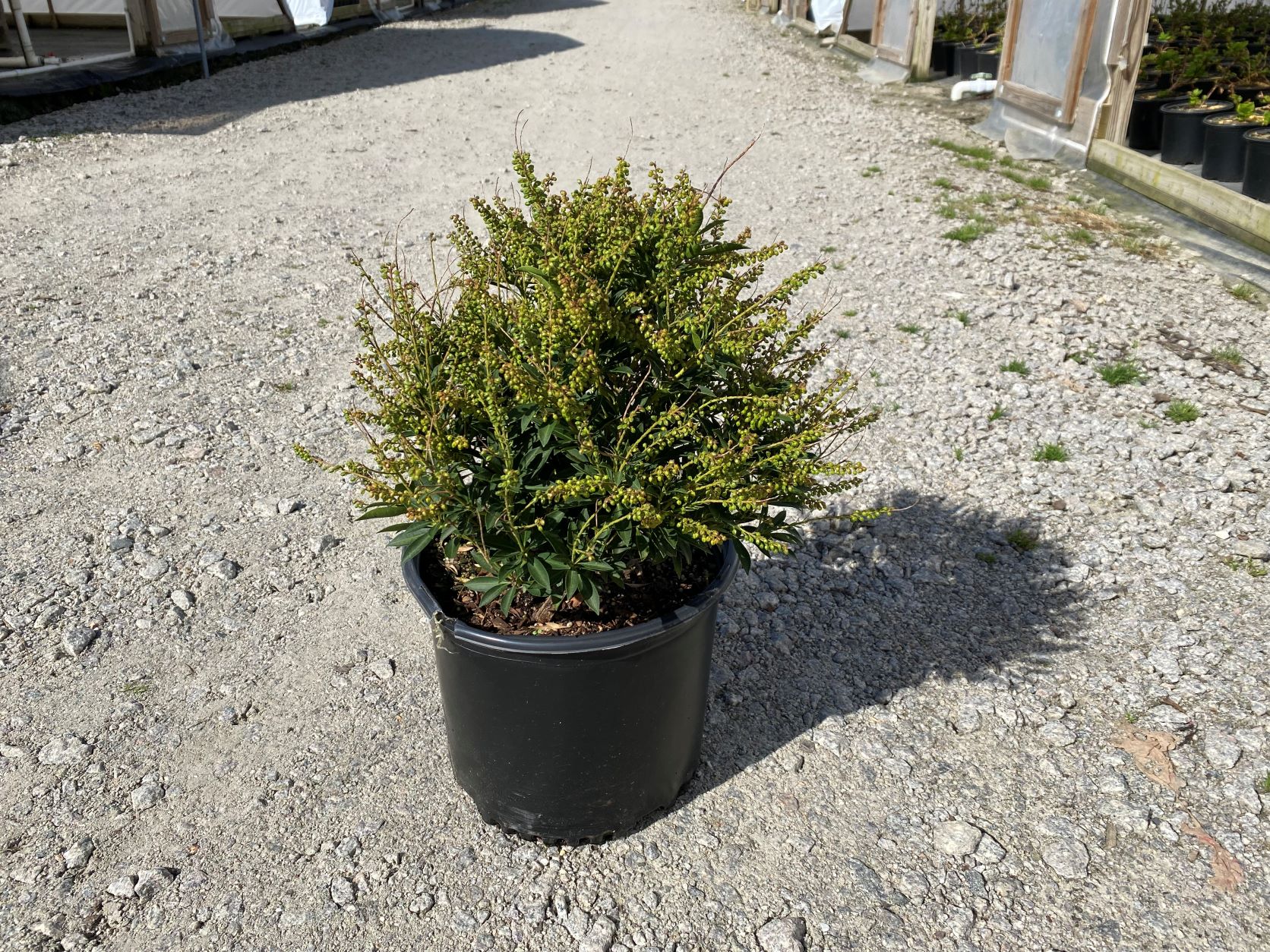 Ornamental, Shrub, Andromeda