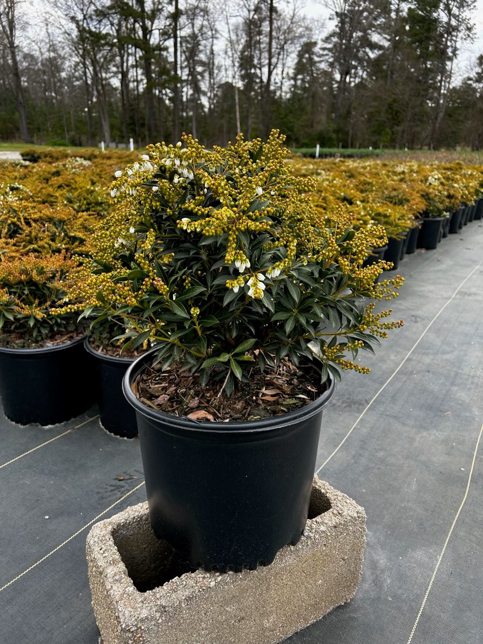 Ornamental, Shrub, Andromeda