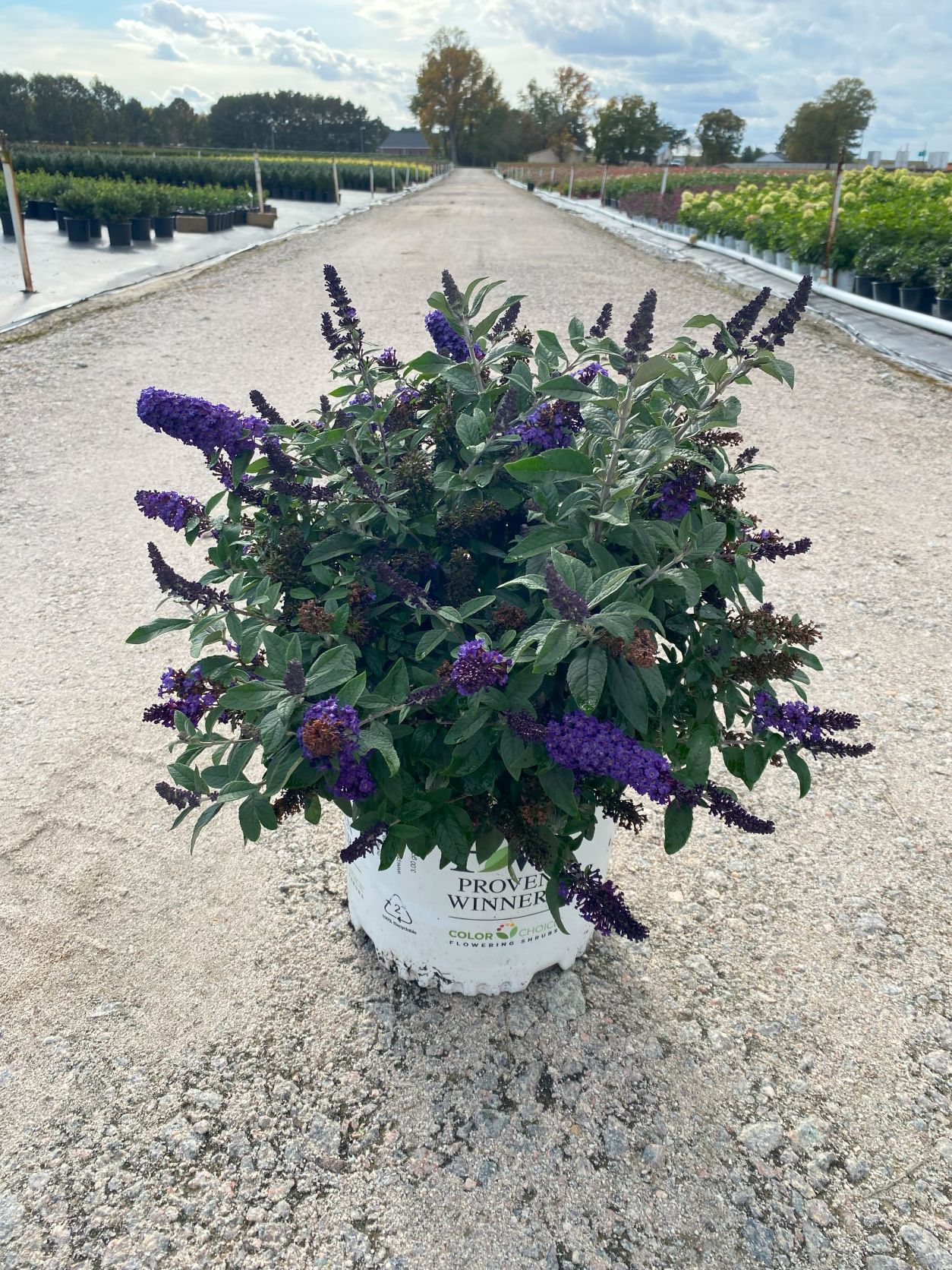 Ornamental, Shrub, Proven Winners, PW, Butterfly Bush