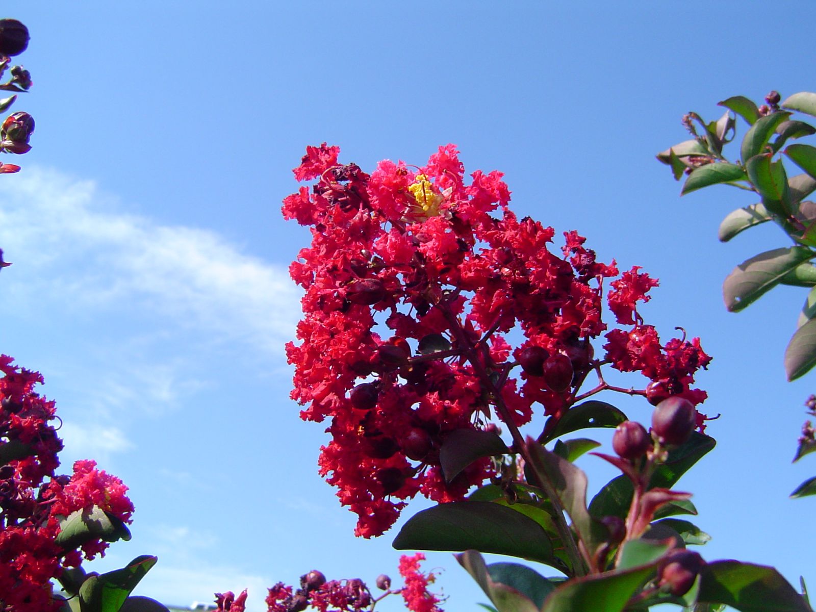 Crapemyrtle, Crape Myrtle, Shrub, Tree