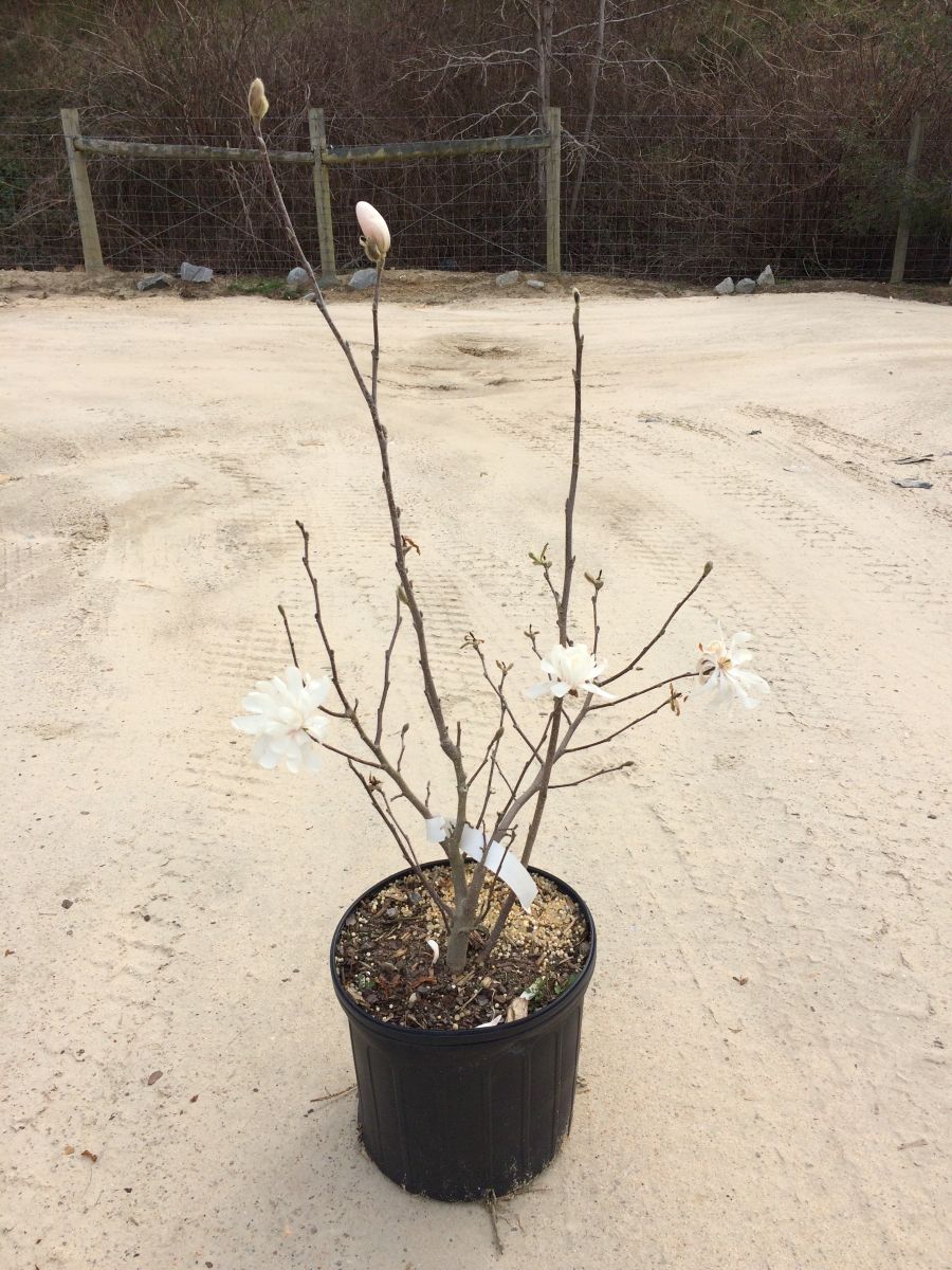 Tree, Shrub, Deciduous